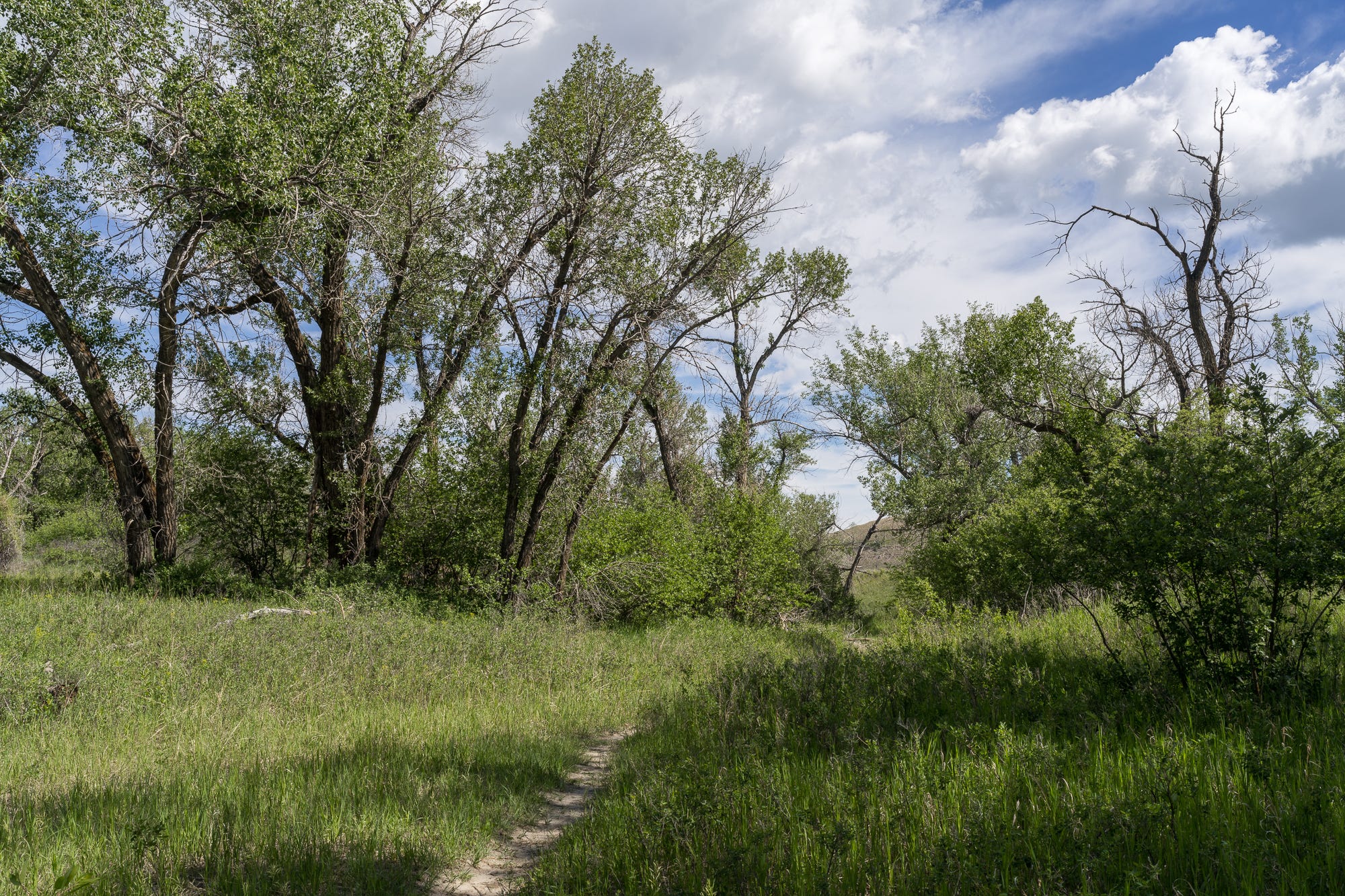 Alberta Cottonwoods Jim Roche On Photography