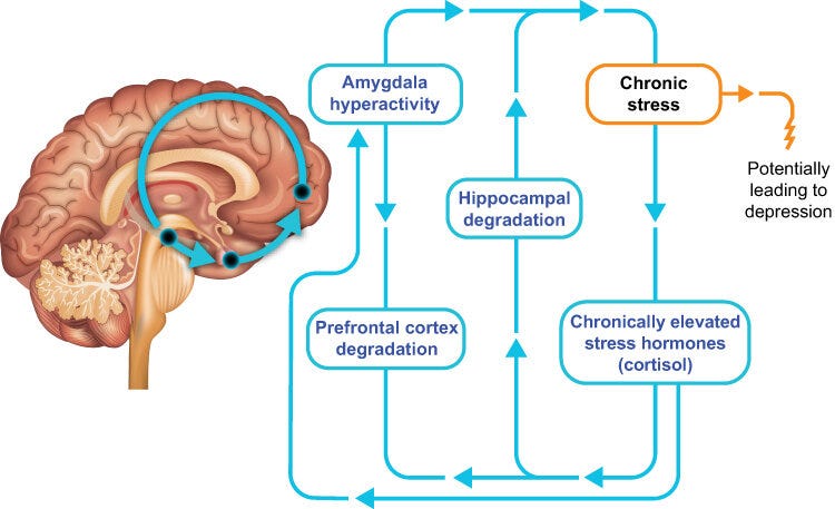 Overworked Cortex Burnout Nearly Destroyed My Brain—Here’s How I Rebuilt It