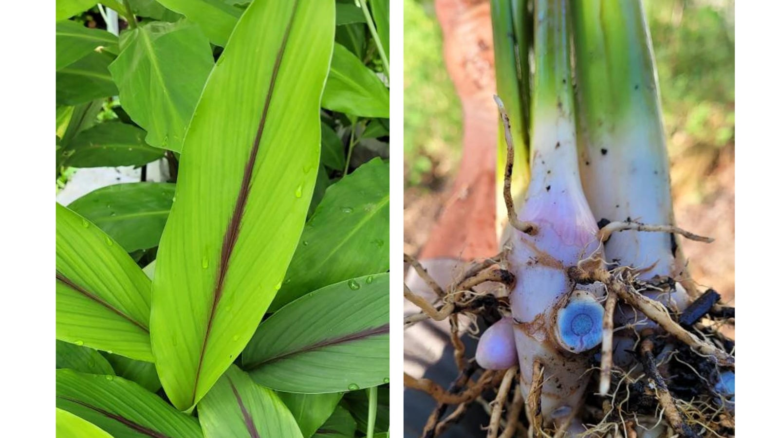 Black Turmeric by Cassandra Quave Nature's Pharmacy