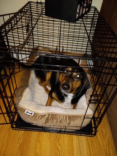 Dog tears up sales bed in crate