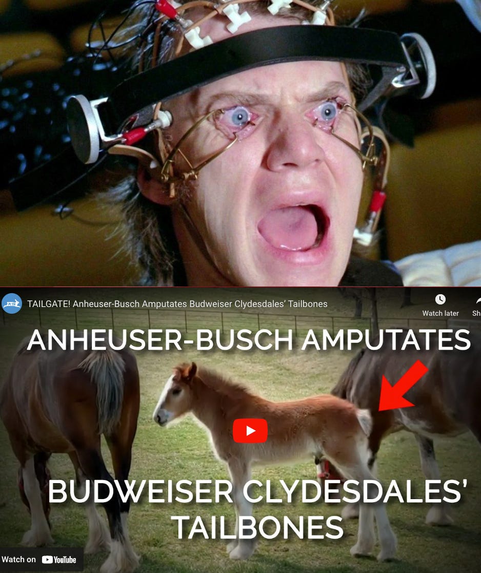 Budweiser has a Clydesdale conundrum by Dave Infante