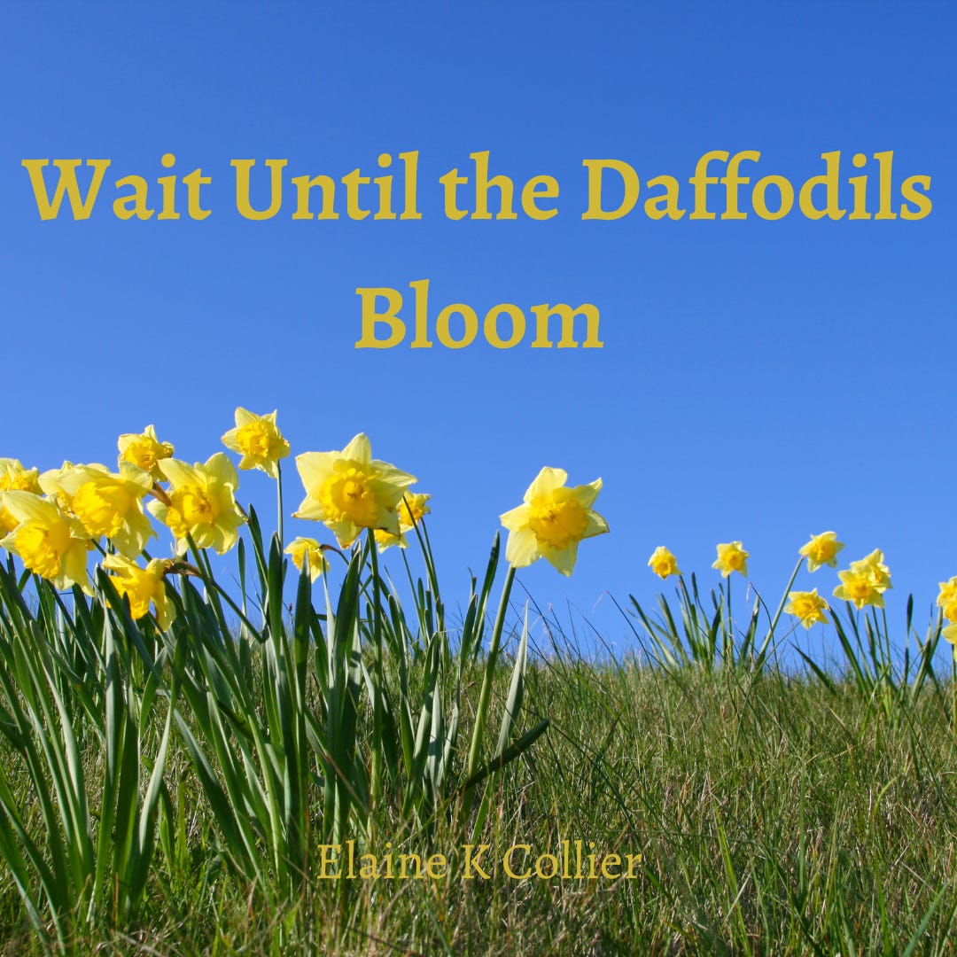 Wait Until the Daffodils Bloom by Elaine Collier Author