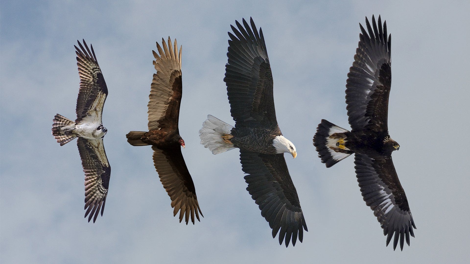 How different bird wings work by Patricia Siswandjo