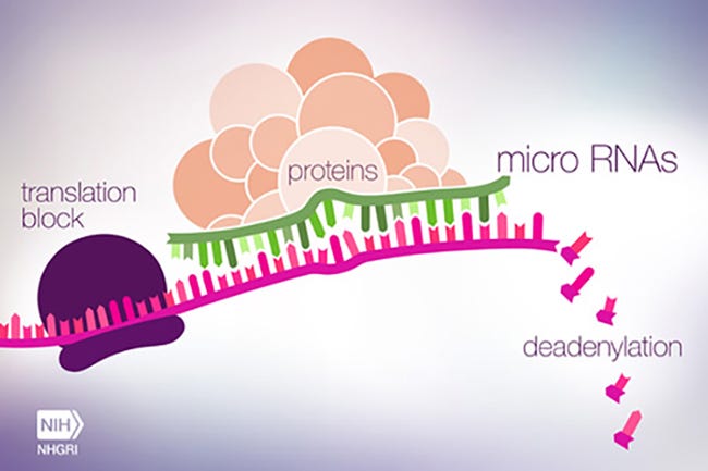 microRNA in Cancer - by Eric Fish, DVM, PhD