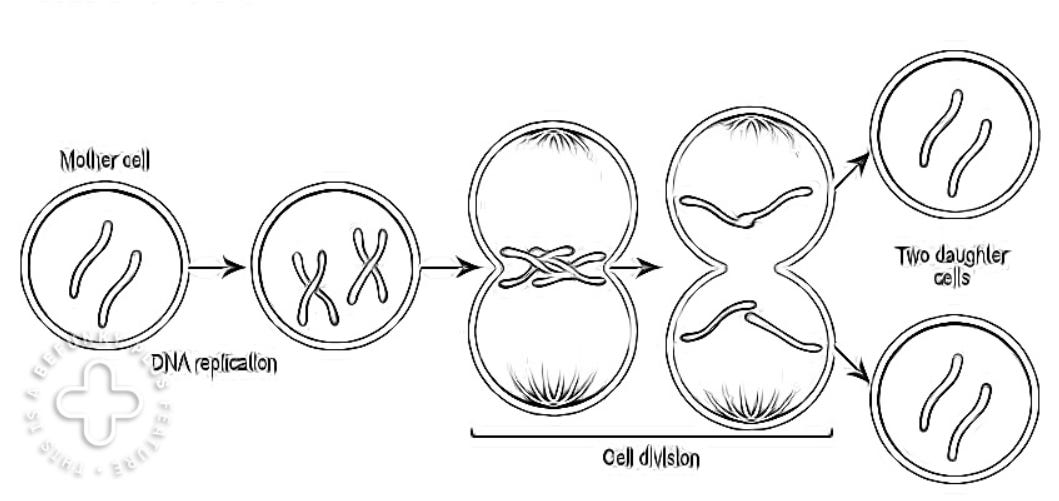 How do cells divide by undatus and team undatus