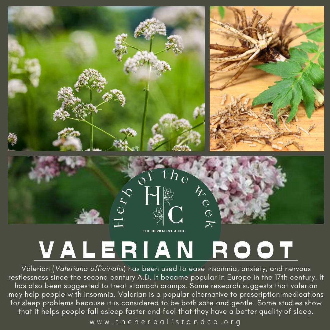 Herb of the Week - Valerian Root