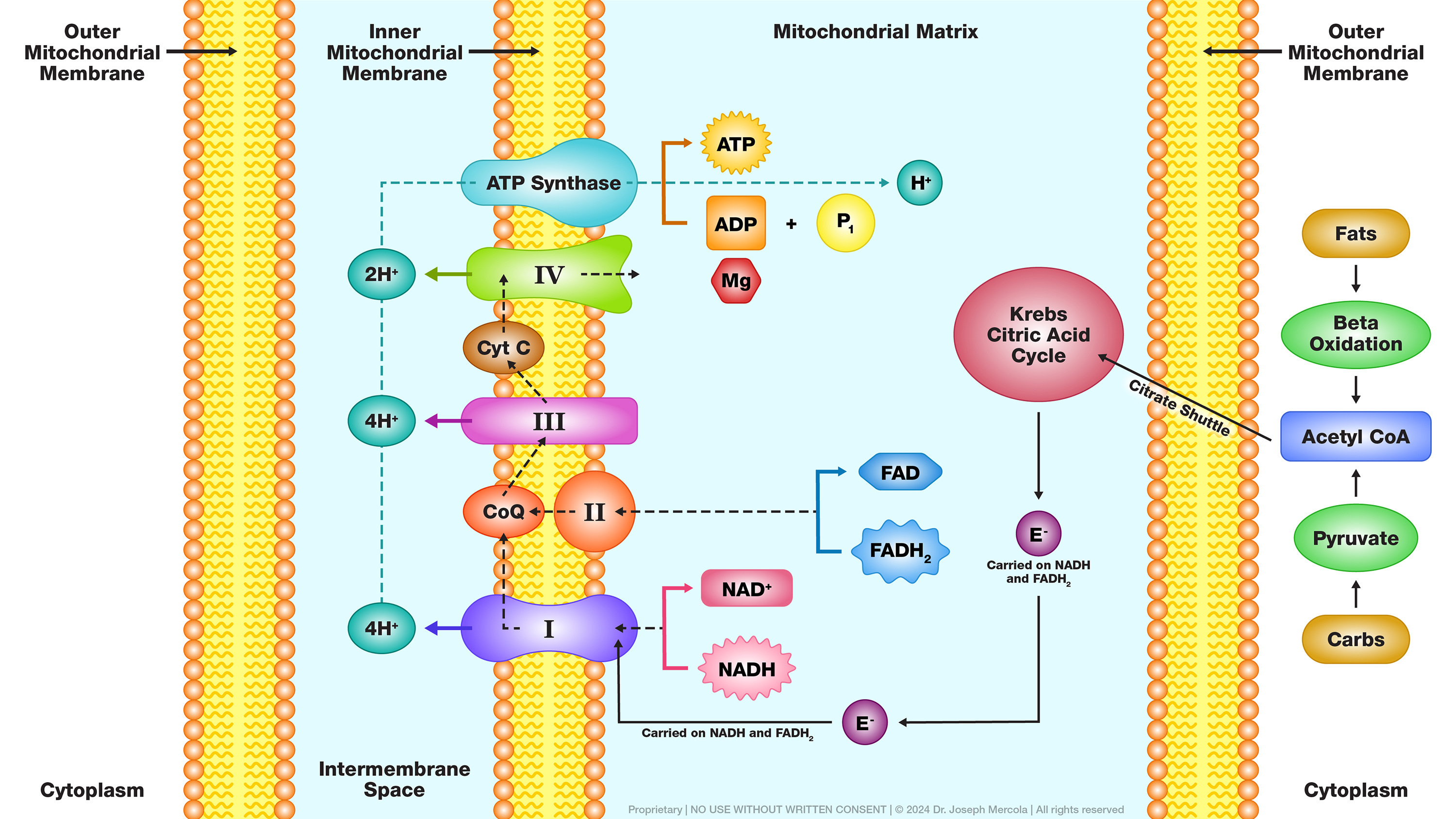 The Engine of Life - Understanding Mitochondrial Energy Production