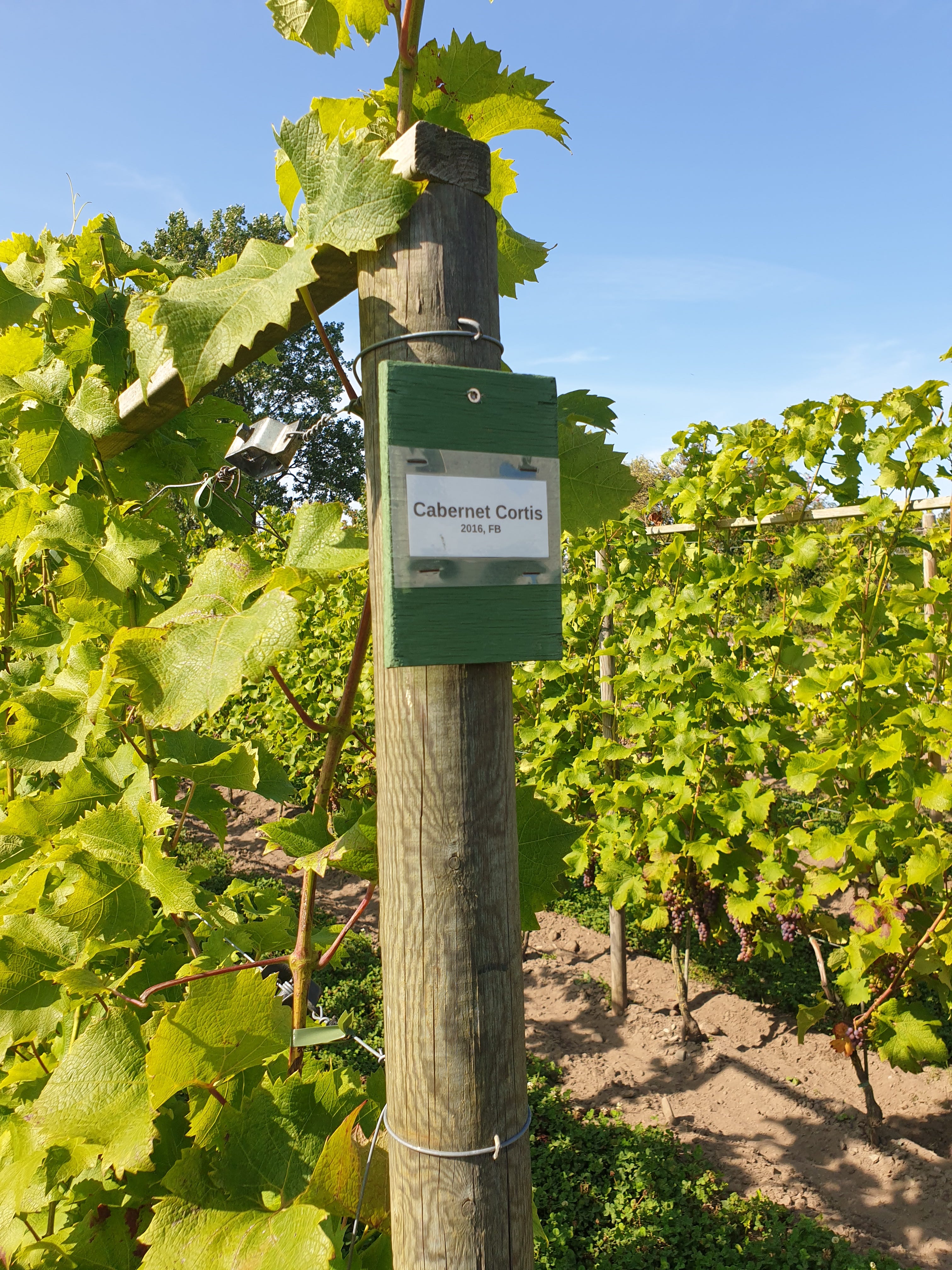 Hybrid Grapes, Yes or No? by Katarina Andersson