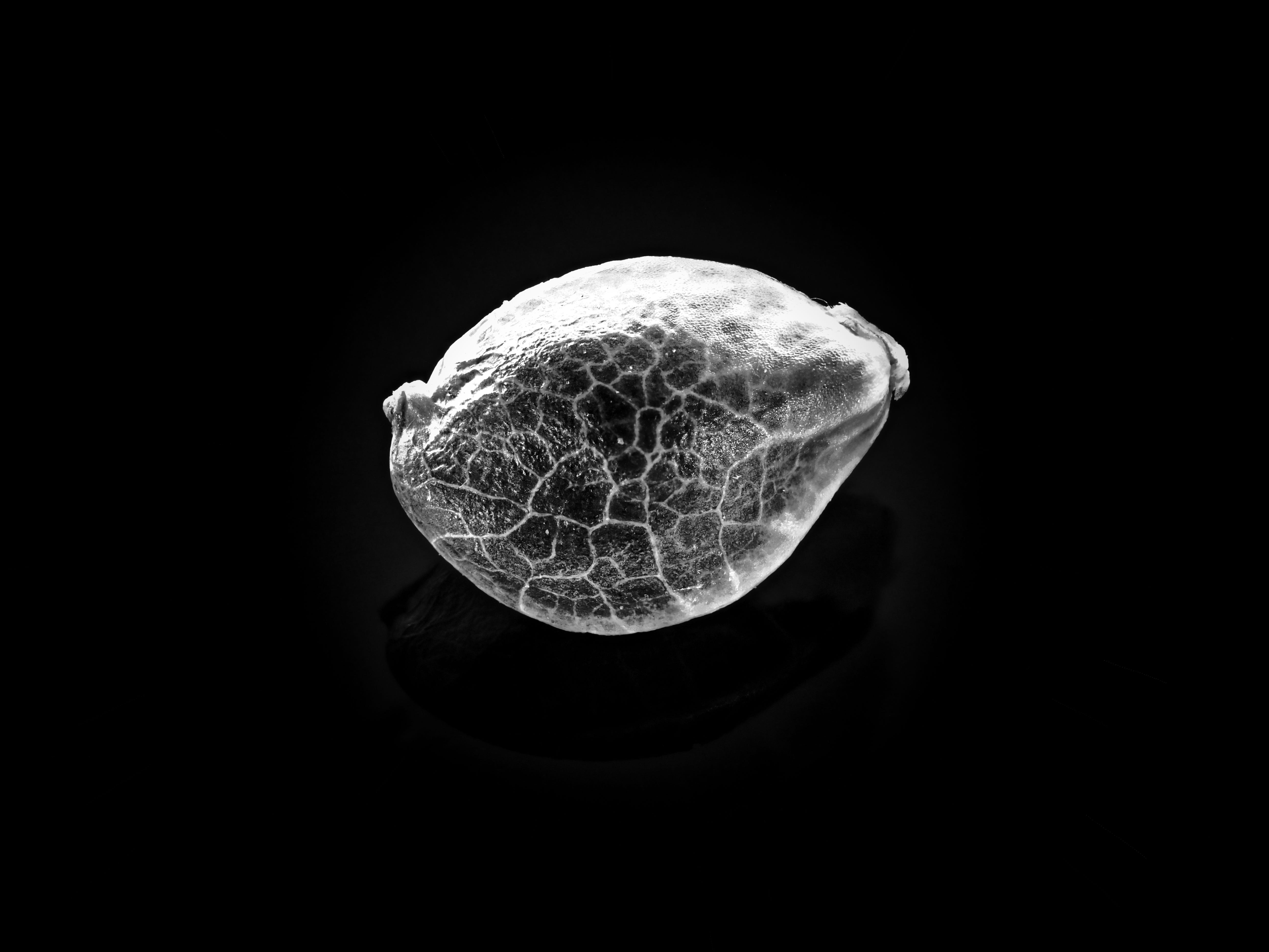 The Future of Seeds The Rise of New Breeding Technologies