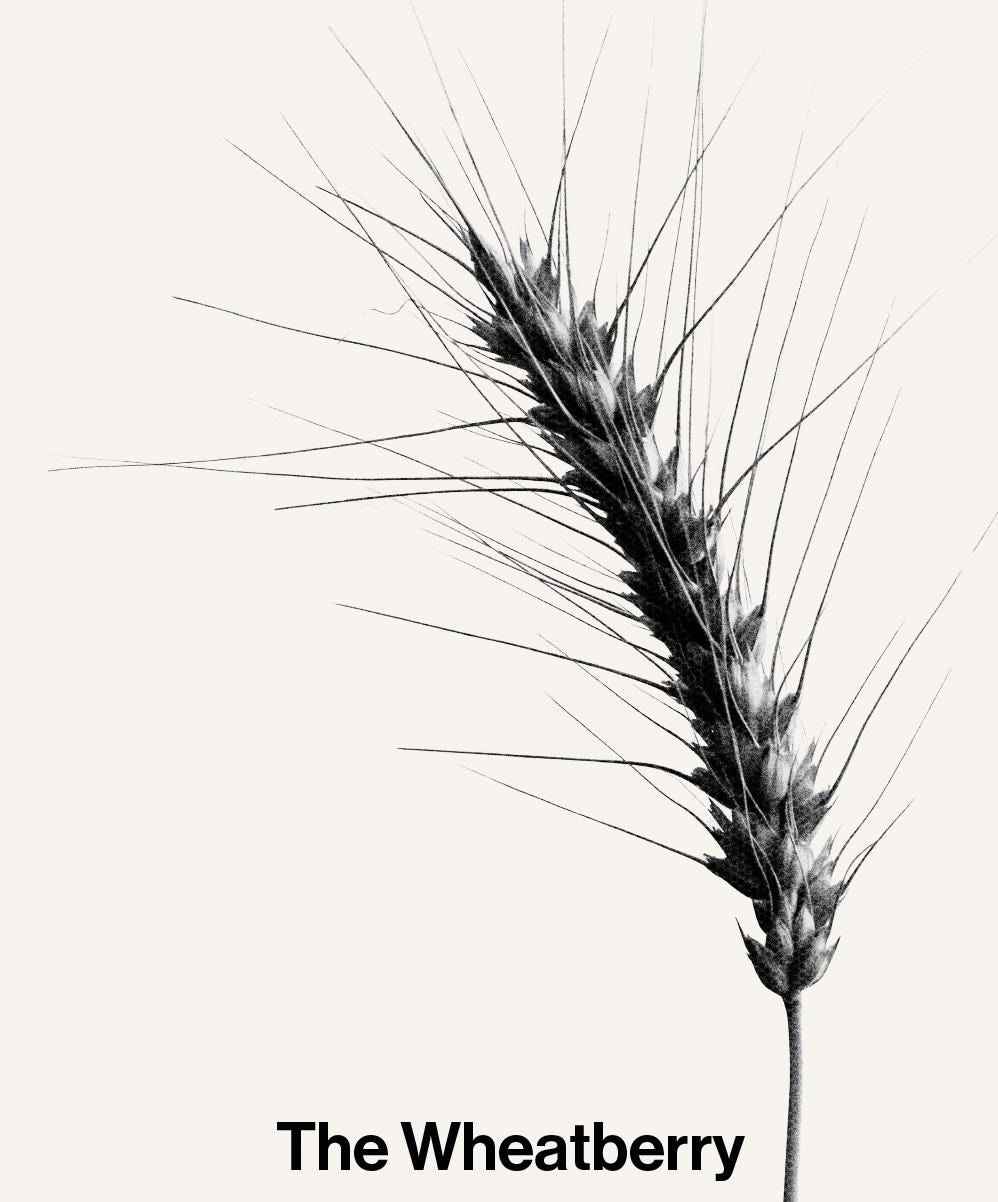 The Wheat Berry Shaking the Tree Theatre