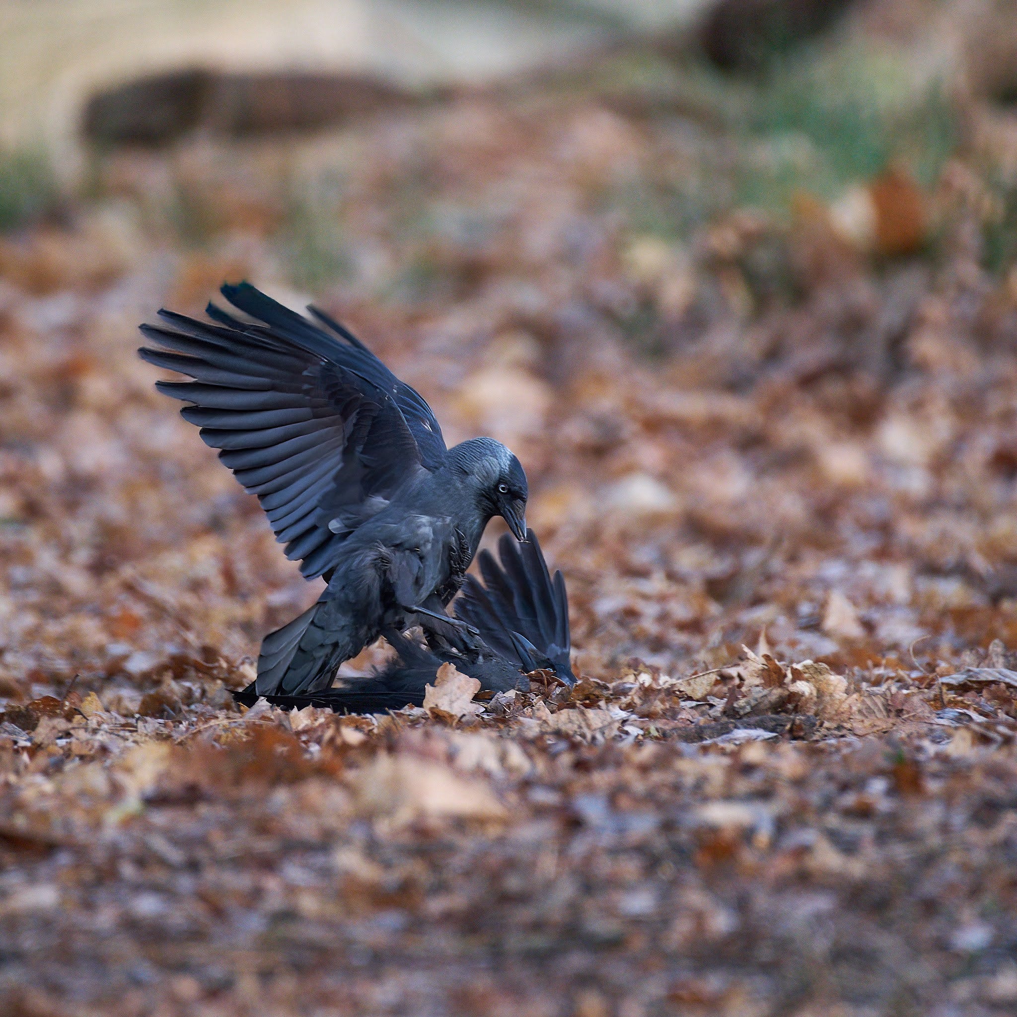 Species Spotlight: Jackdaws Part 1 by Artur Borkowski