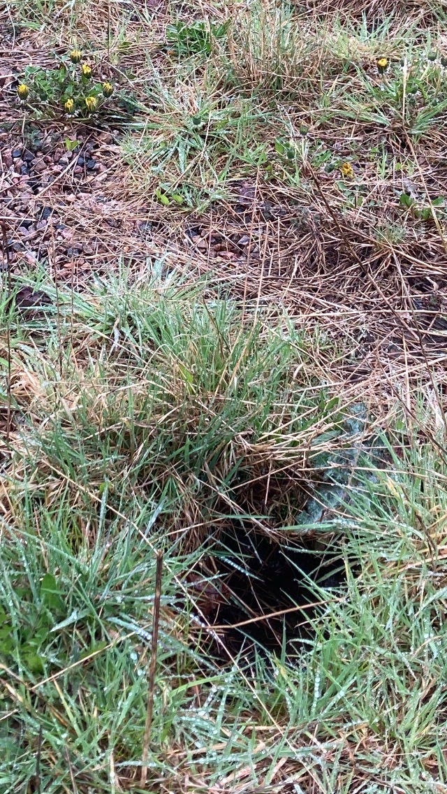 Is this a rabbit hole? - by Zacha Fraccattac