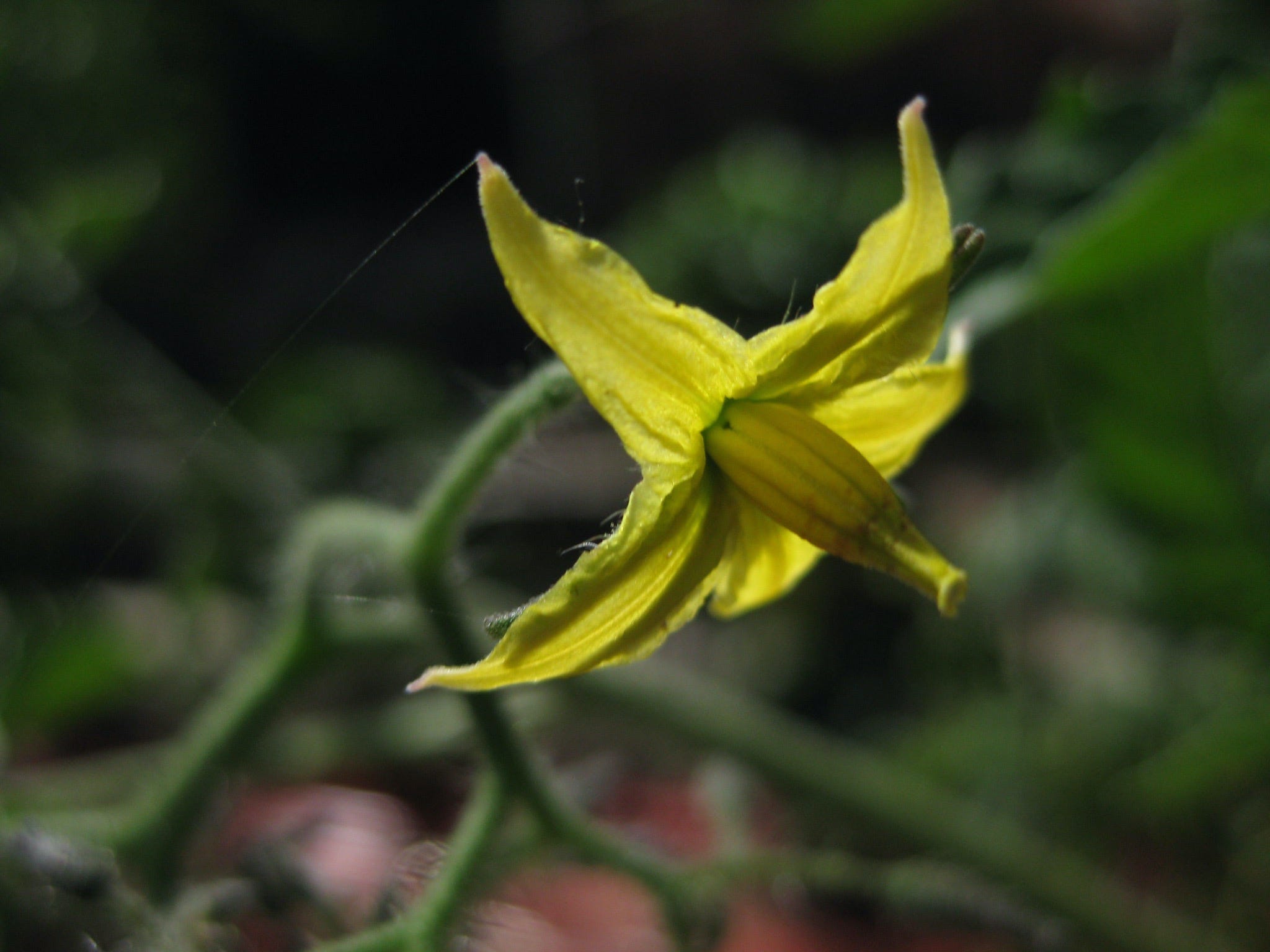 Six Common Tomato Problems by Farmer Fred Hoffman