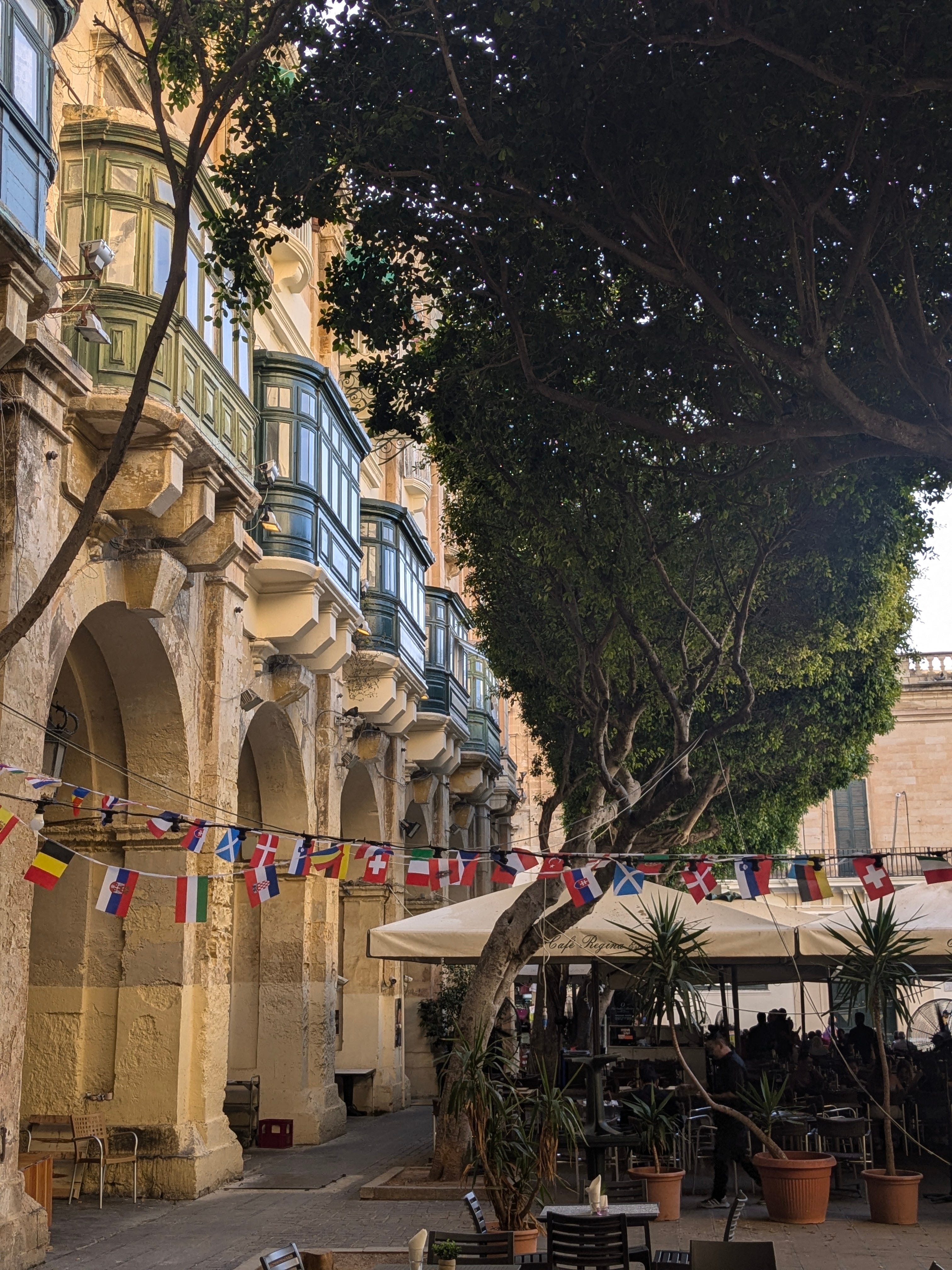 Balkan Ecology Project : Street Trees and Wild Plants of Valletta ...