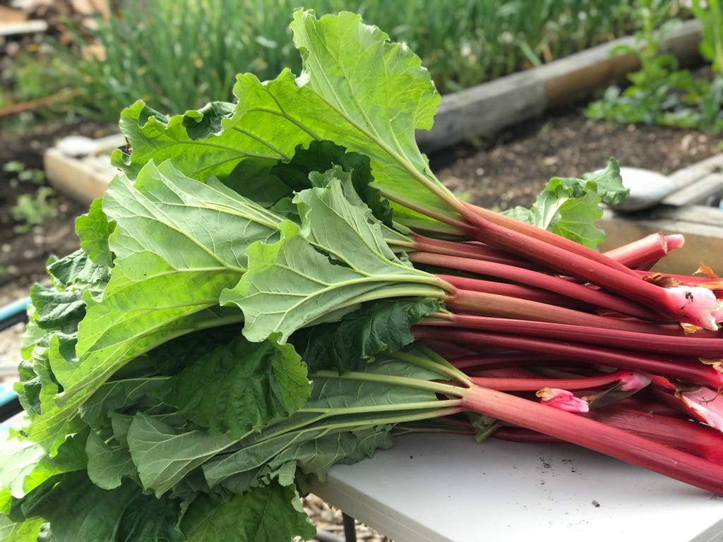 156 Savory Rhubarb Recipes Kate McDermott's Newsletter
