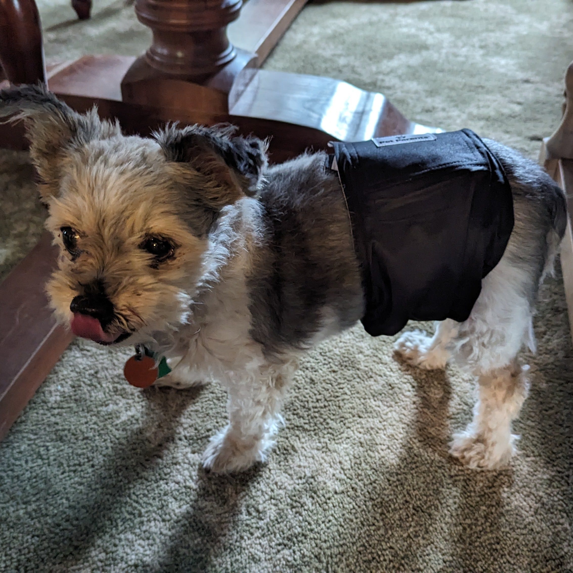 Yorkie diapers top