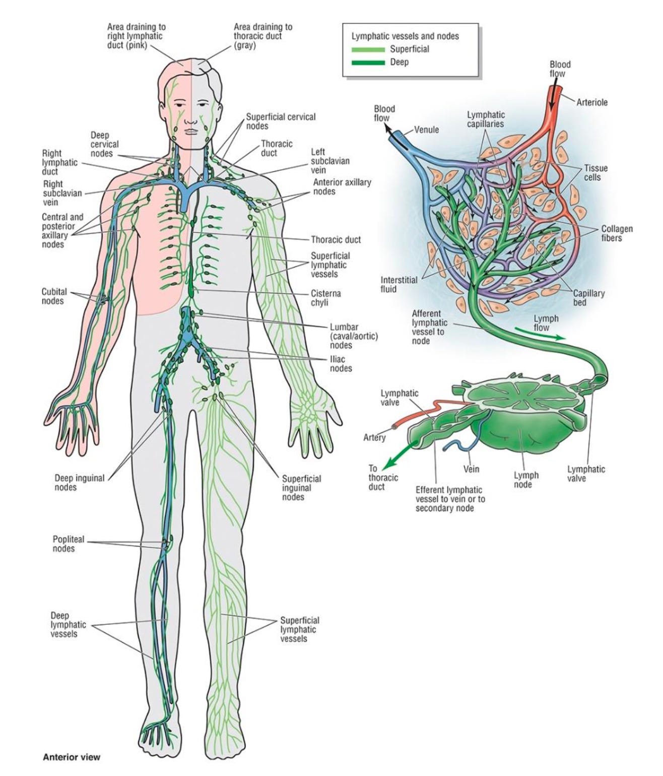 This week, lymph. - Robust Choices