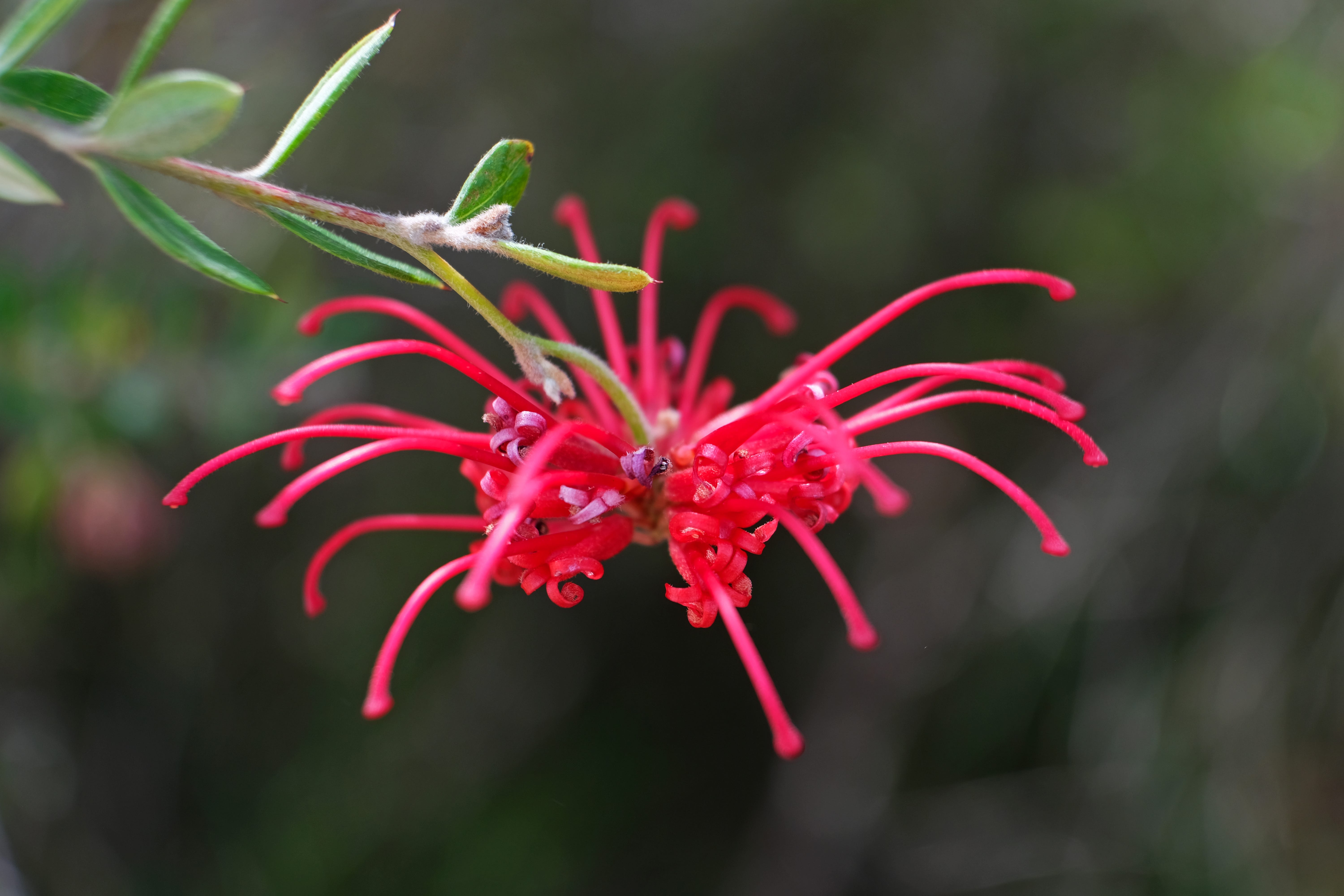 大割引 native beautiful and unique 7 Australia in wildflowers 野草、植物