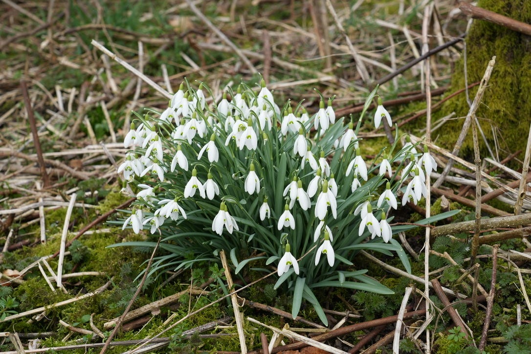 PETAL, SEPAL OR TEPAL?