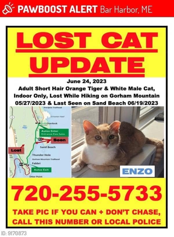 Purr Joy as Enzo the cat missing for months returns to his