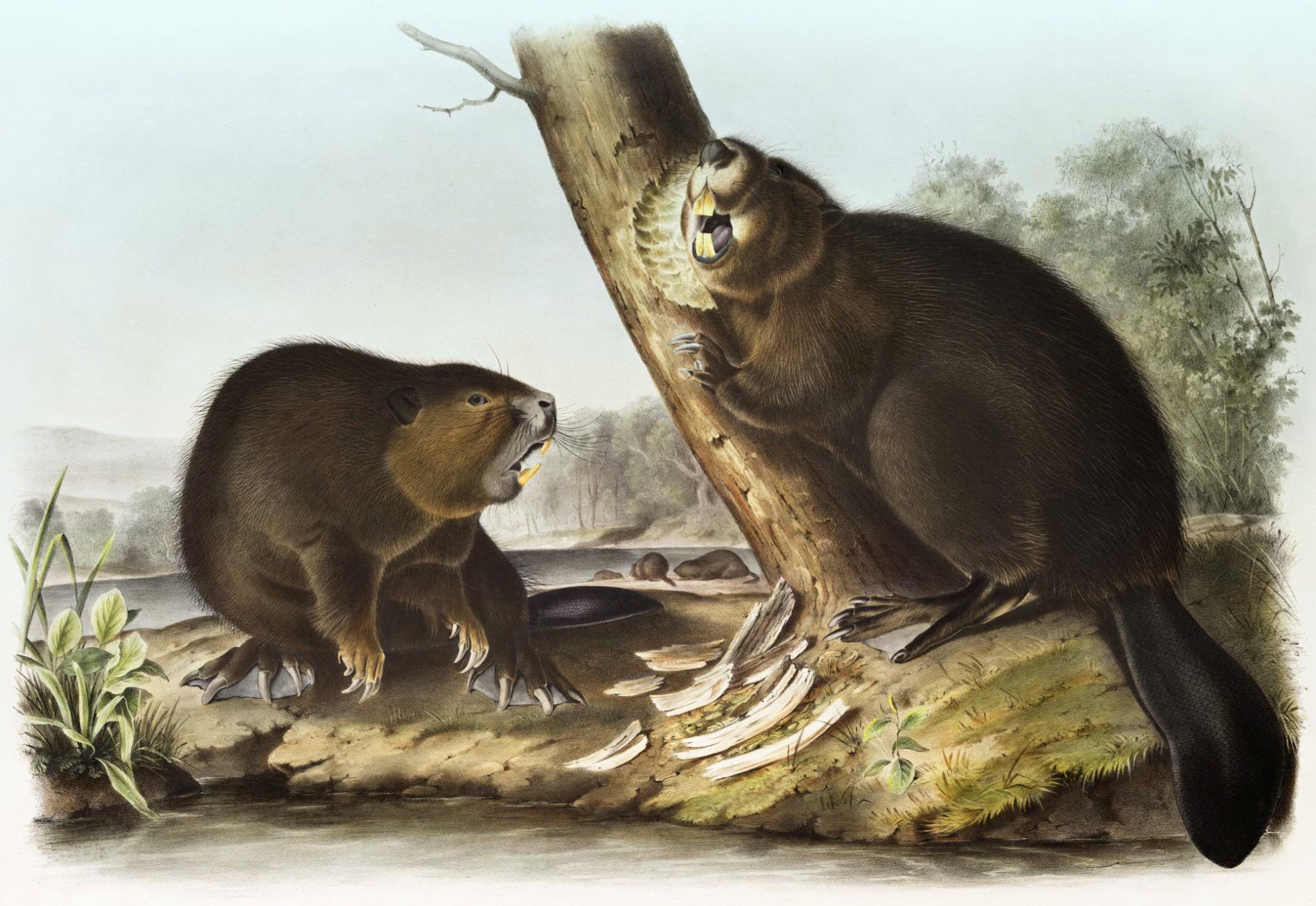 Ancestral Predation: Ancient Beavers and Hominin Subsistence Strategies