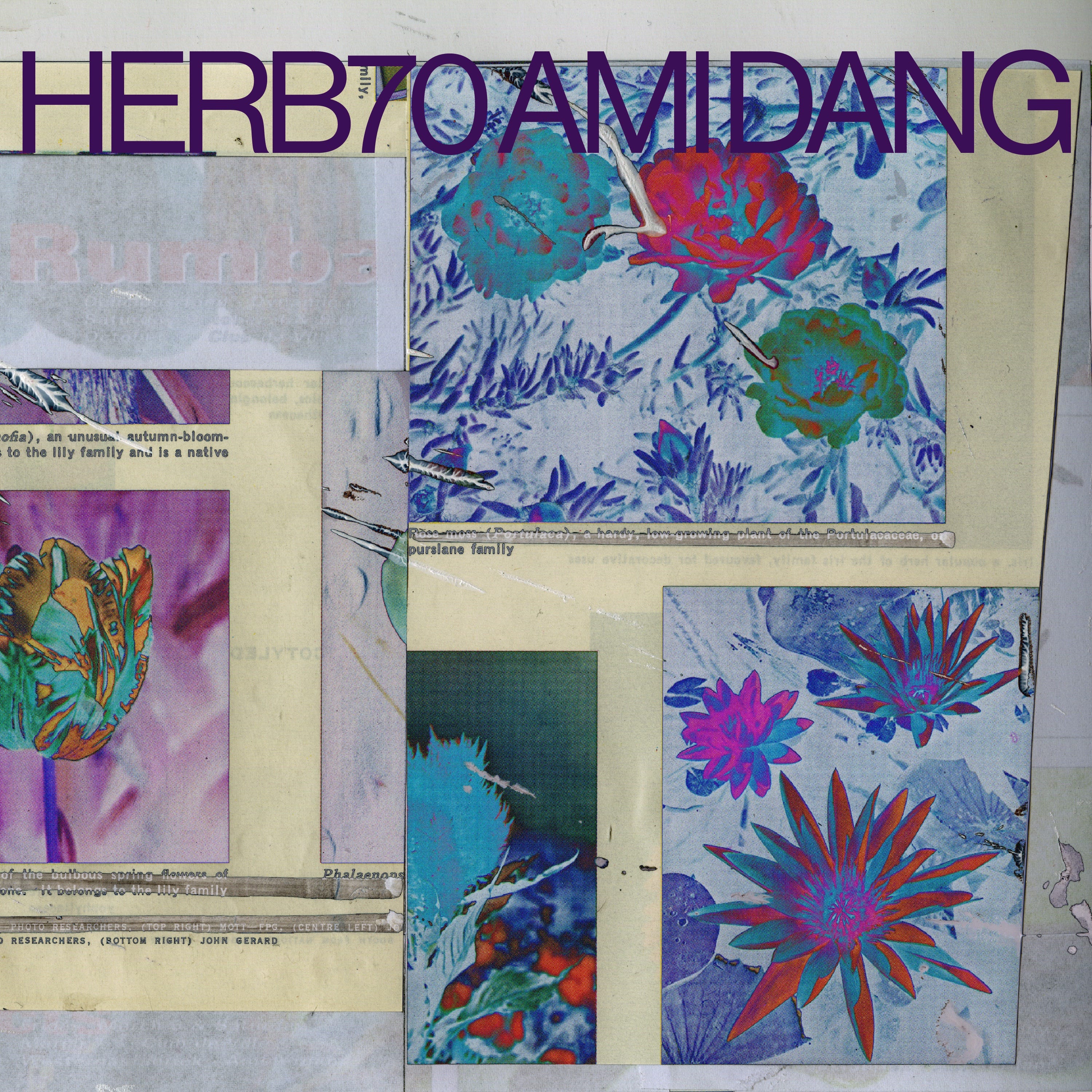 Herb Sundays 70: Ami Dang - by Sam Valenti IV