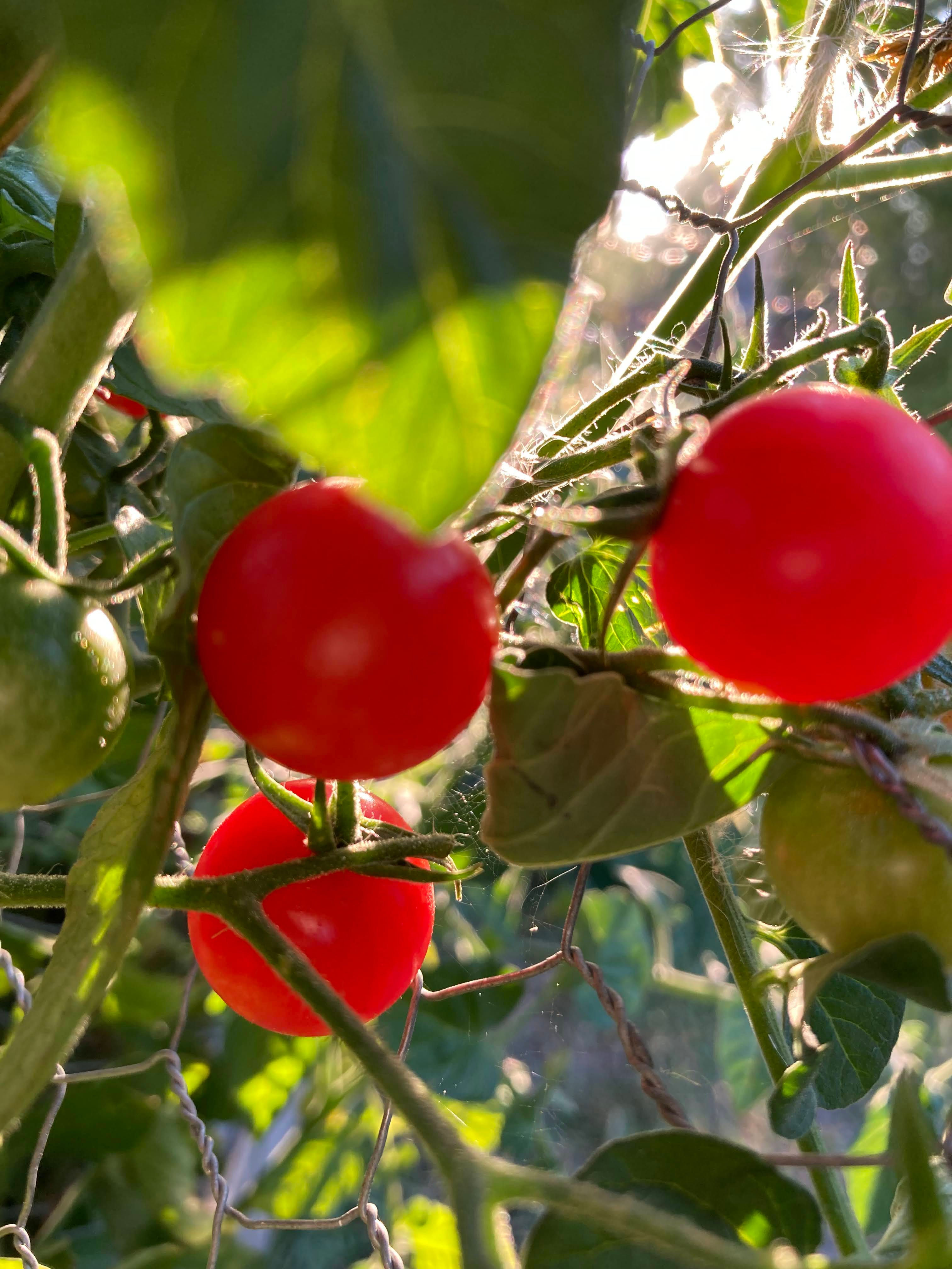 Too Many Tomatoes? by Charis Crandall