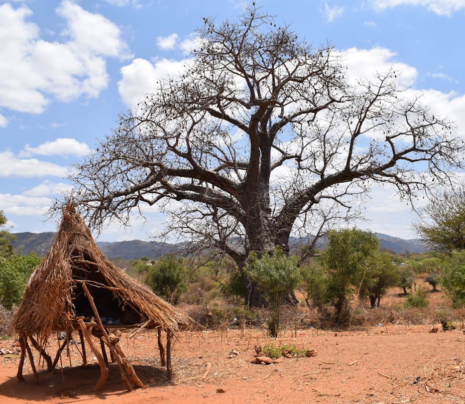 Baobab is a superfood with growing global demand – that’s bad news for ...