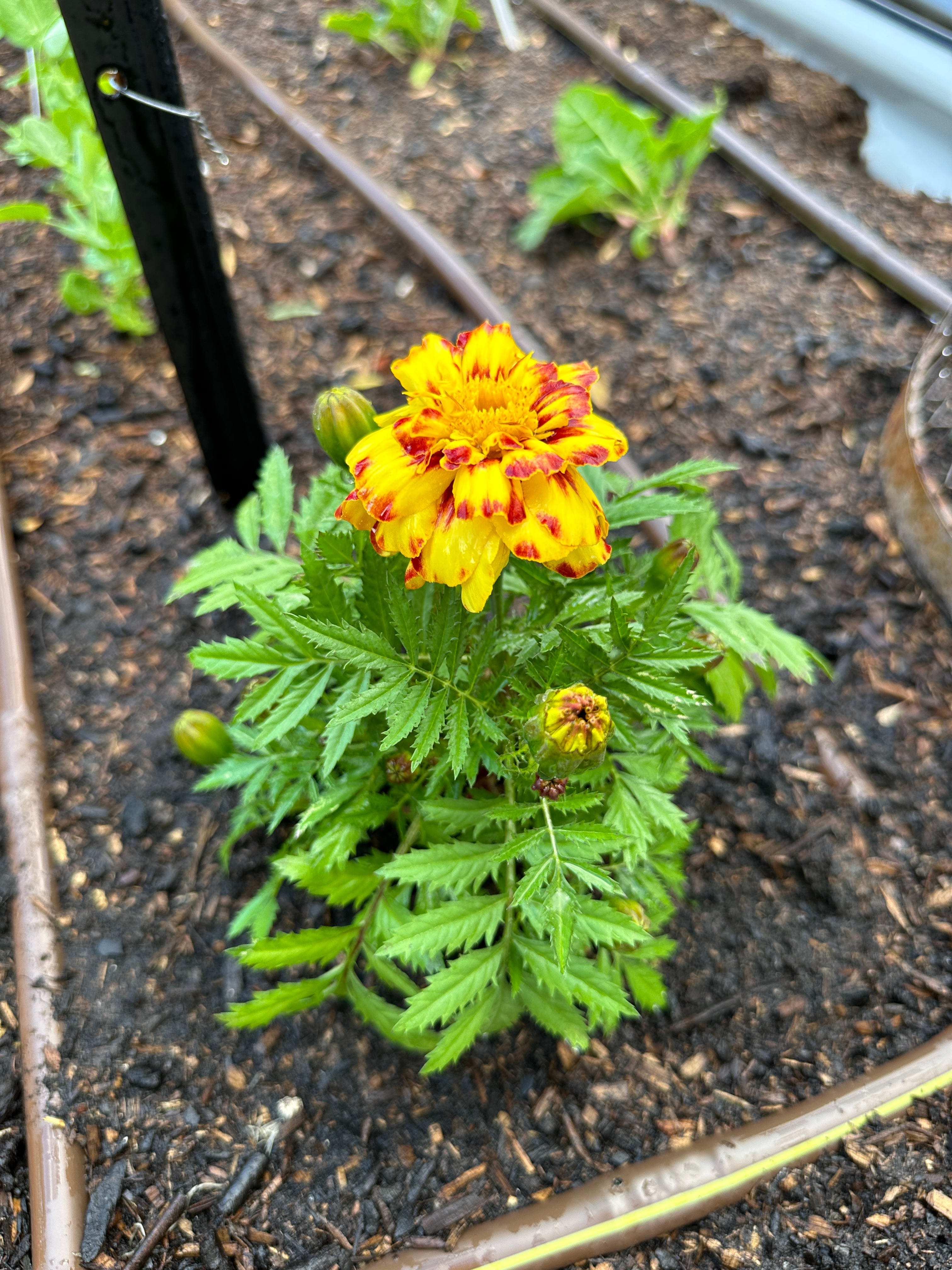 Decoy crops in the veggie patch. by Michael Homan