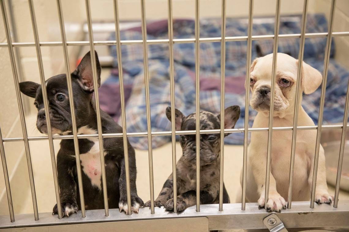 Orange county animal adoption hot sale center