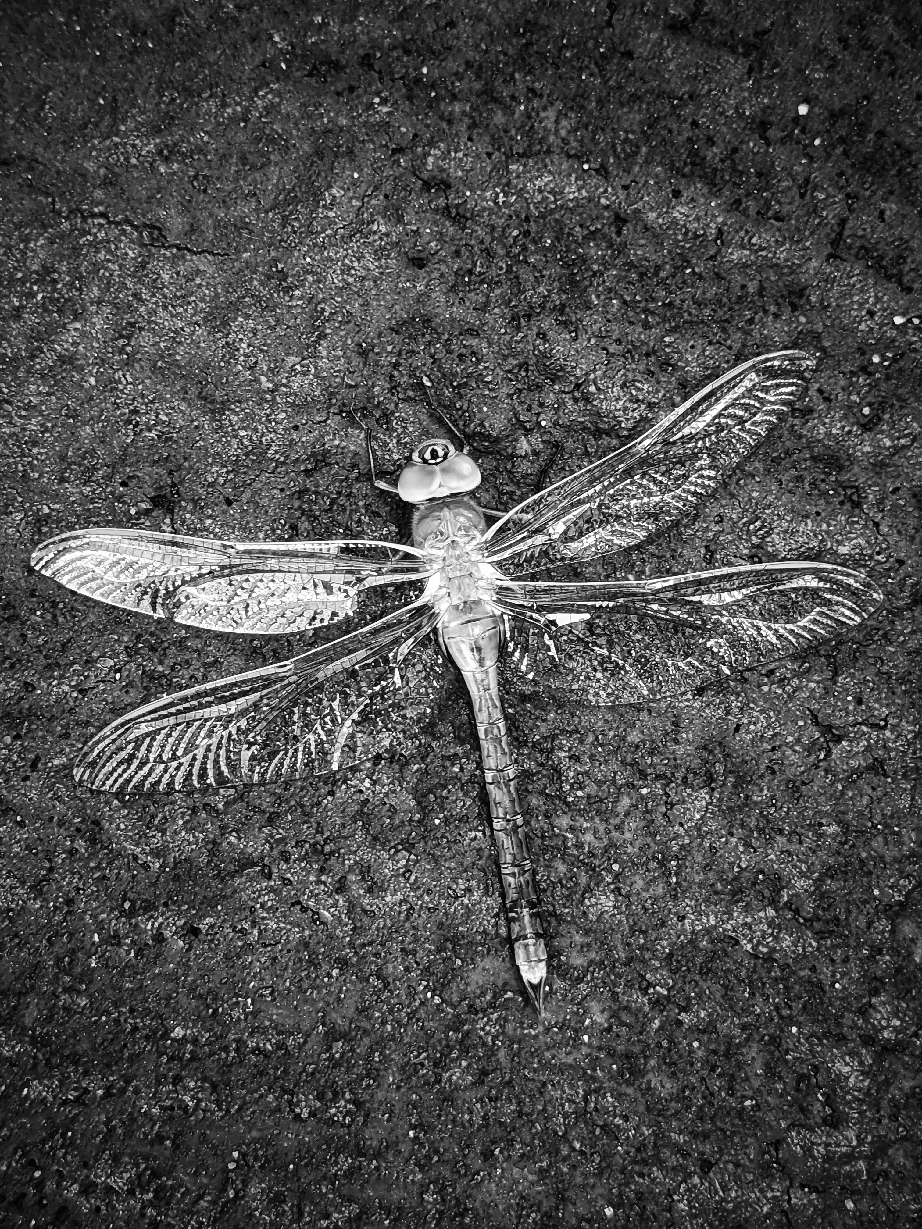 The Beauty Of Nature In Black And White