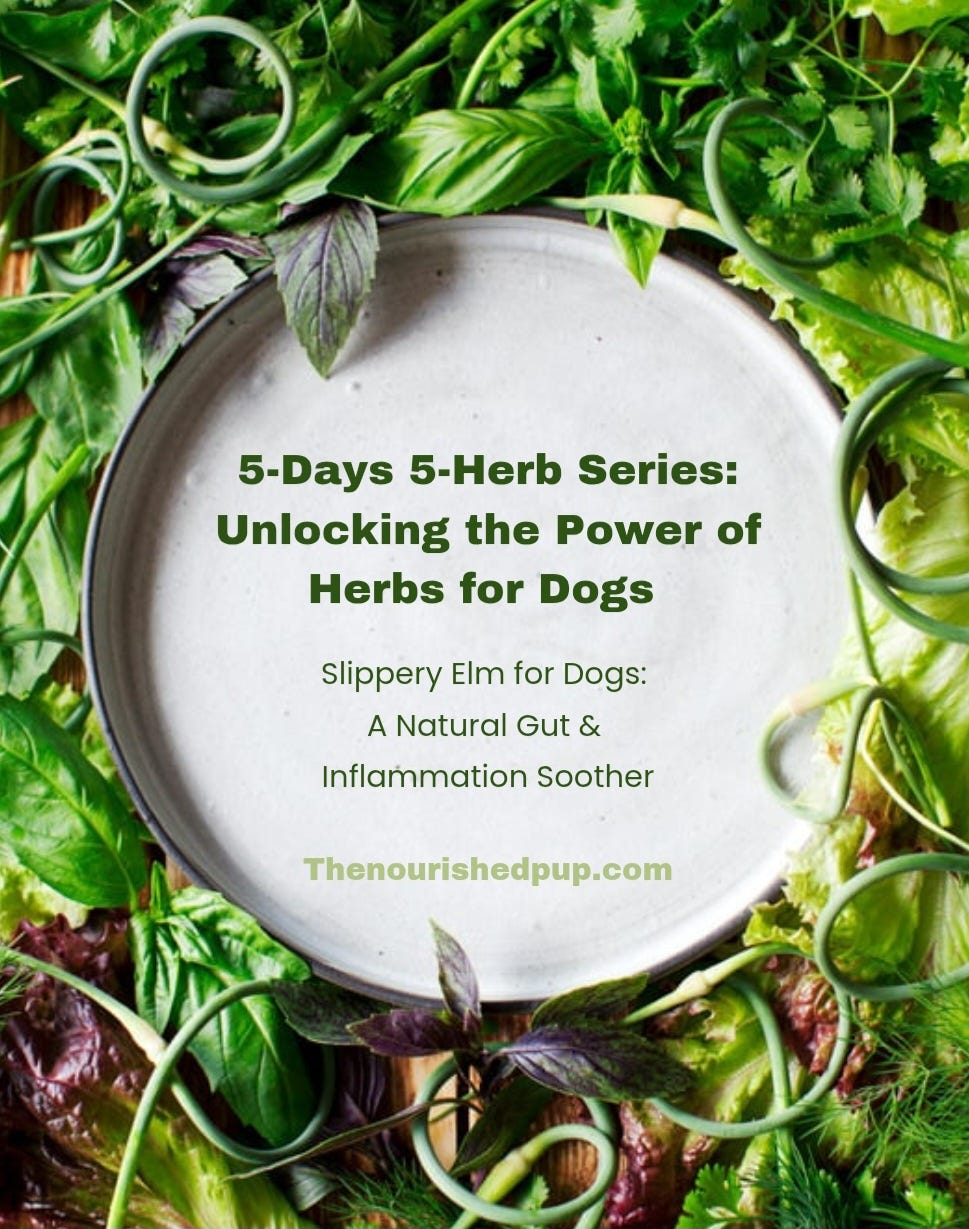Stunning Grass And Dog Gut Inflammation Reduction Naturally image
