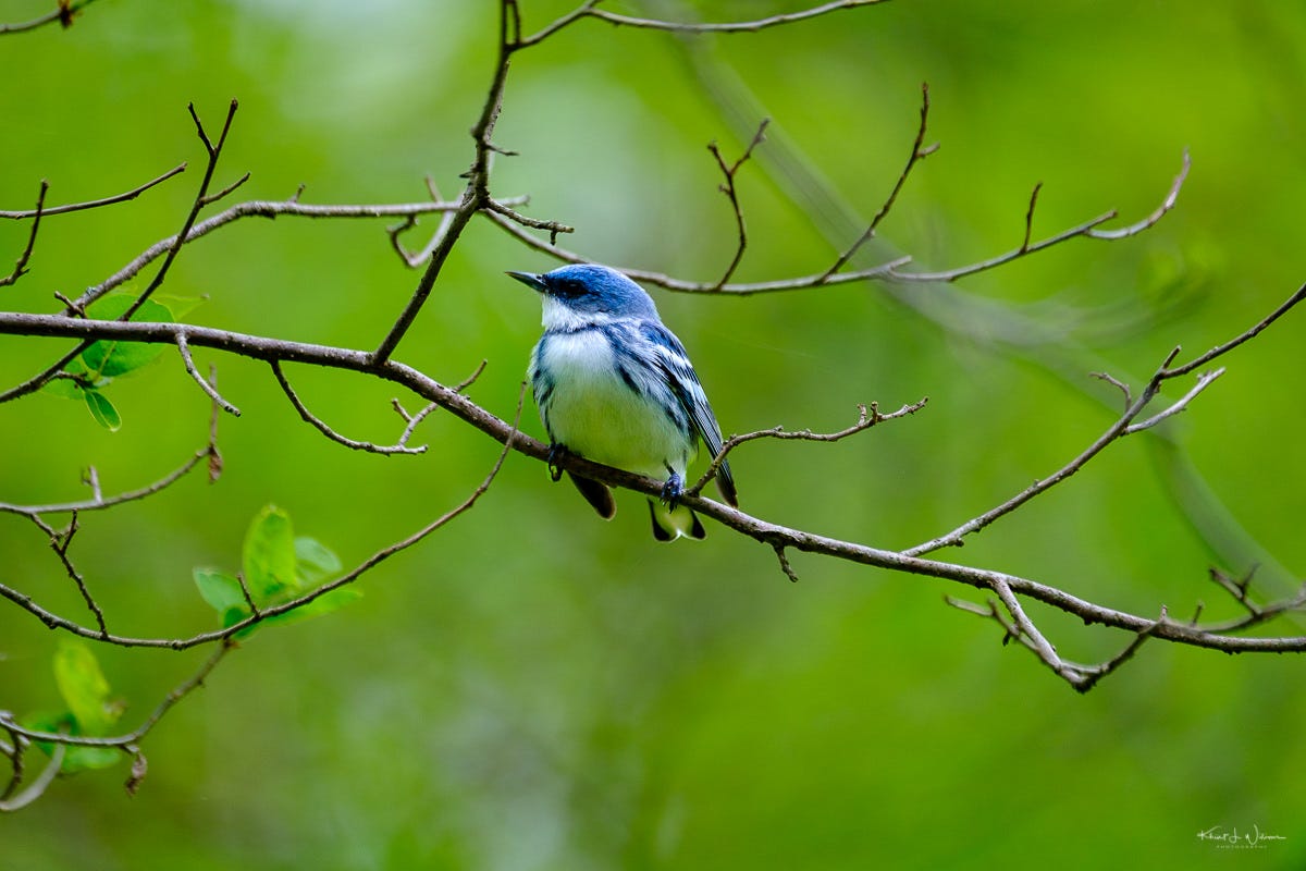 How Many Birds Do Wind Turbines Kill? by Michael Thomas