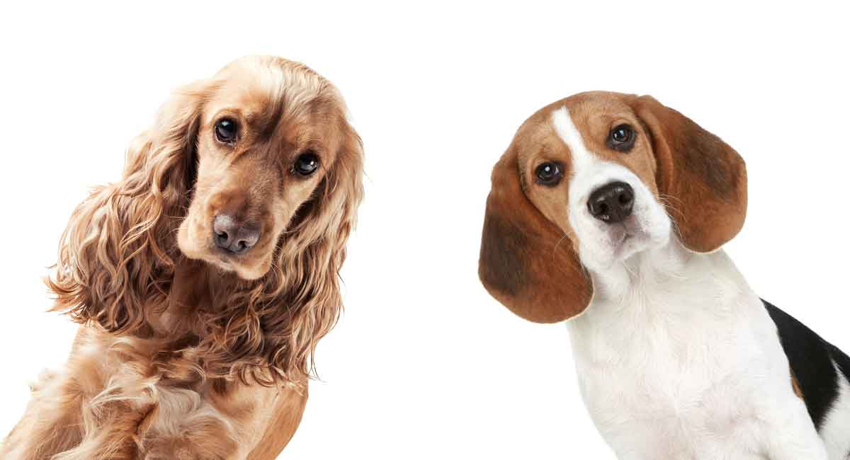 Beagle cocker spaniel online