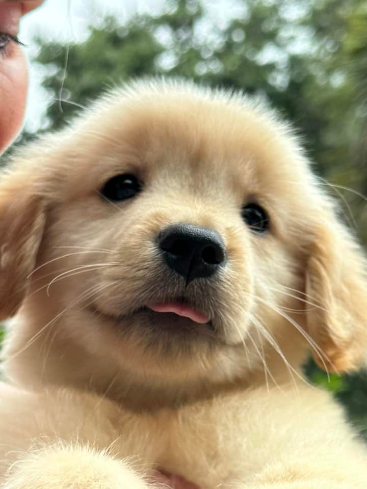 Cute baby golden hot sale retrievers