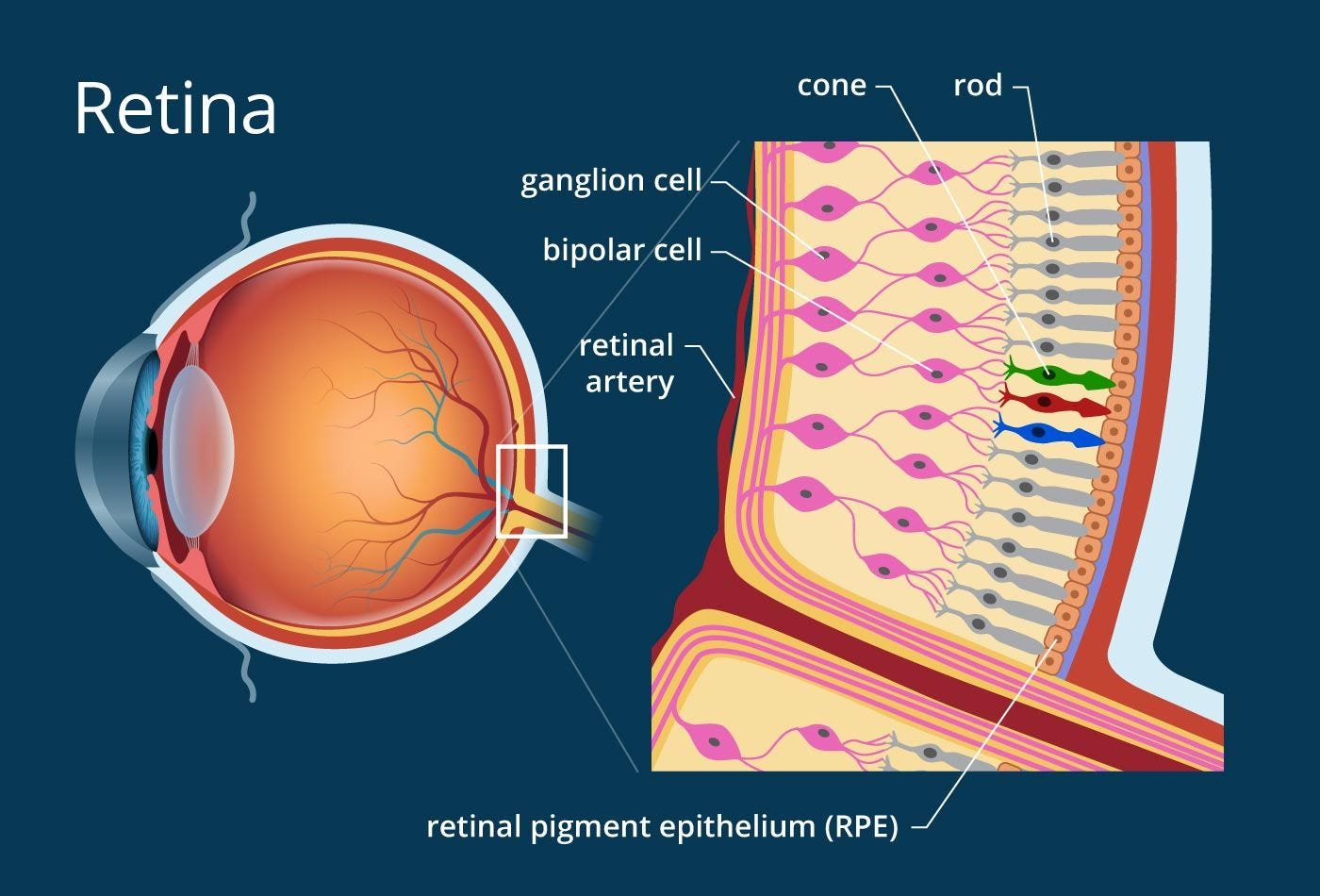Is retinal regeneration real? Plus related research results.