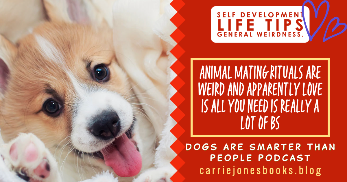 Animal shop matings dog
