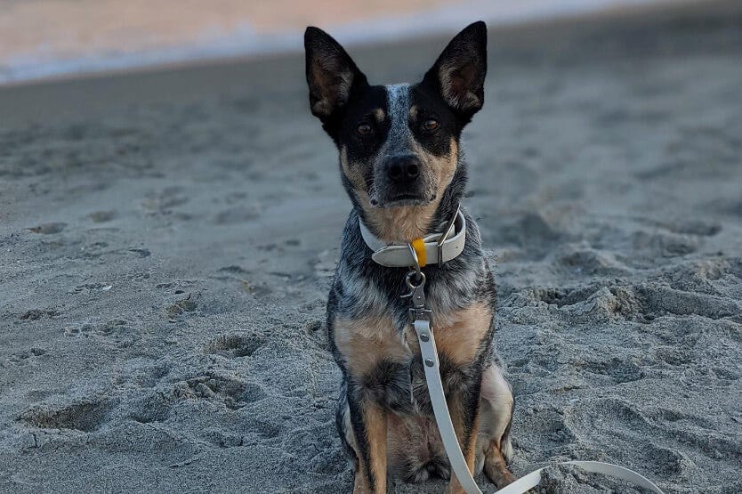 Akc registered kennel name top