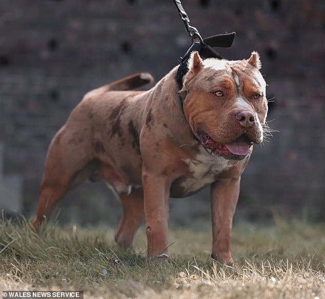 Pitbull dog price in amazon clearance
