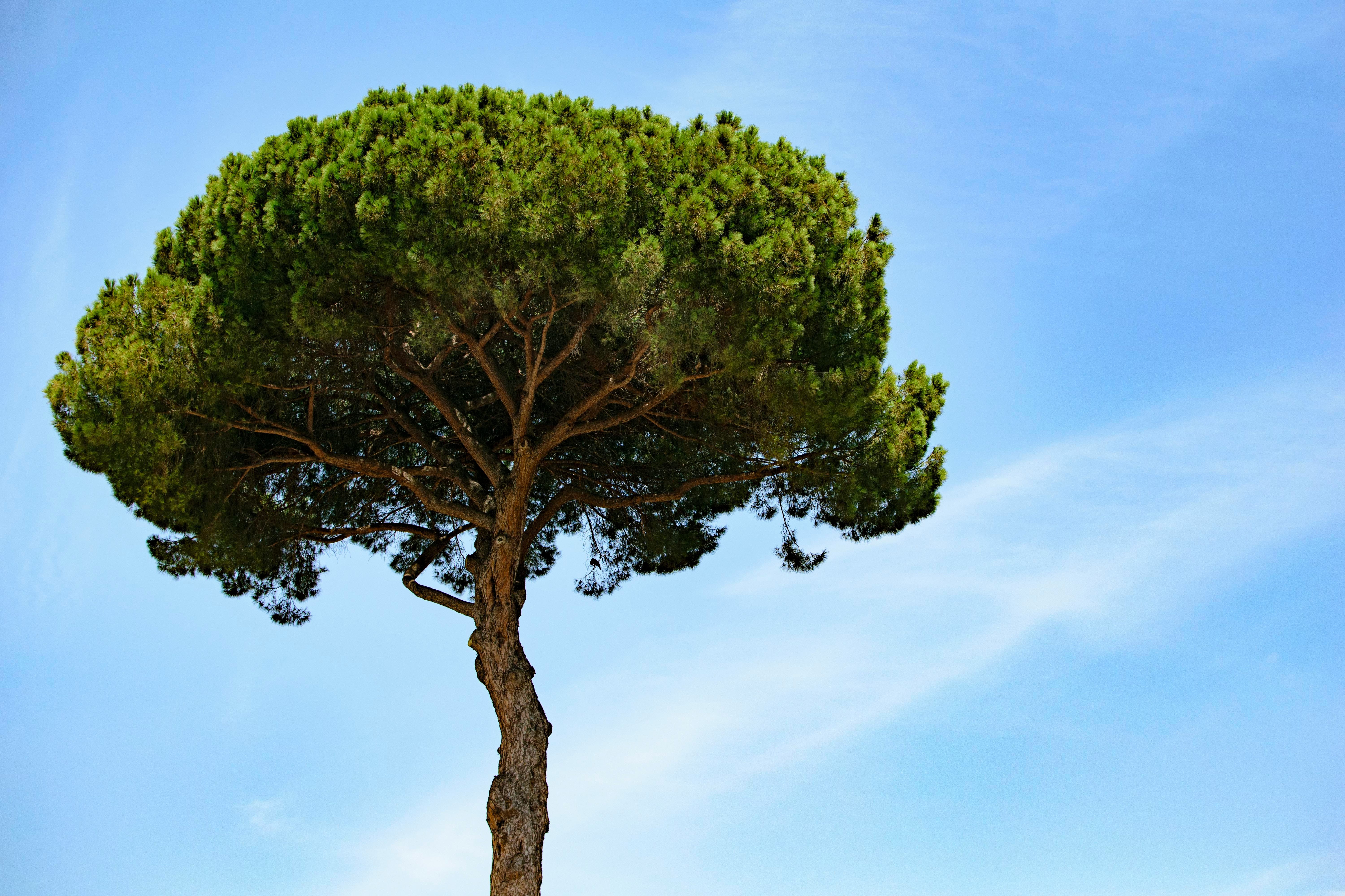 How To Draw A Khejri Tree