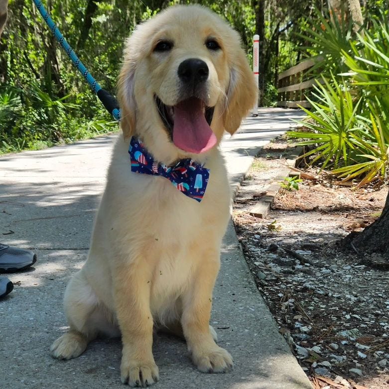 Golden retriever puppy 4 months sales