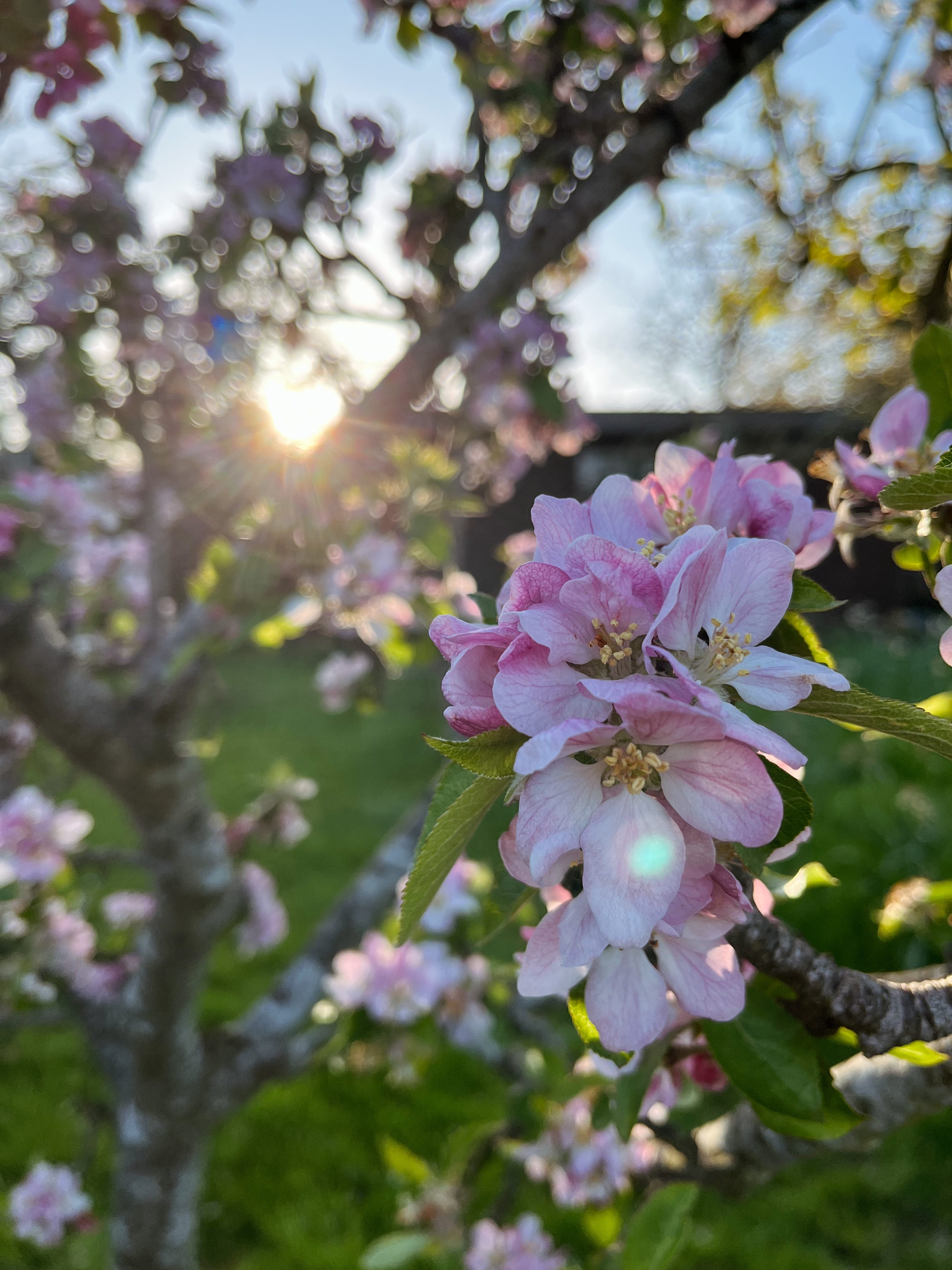 Apple blossom tree new arrivals