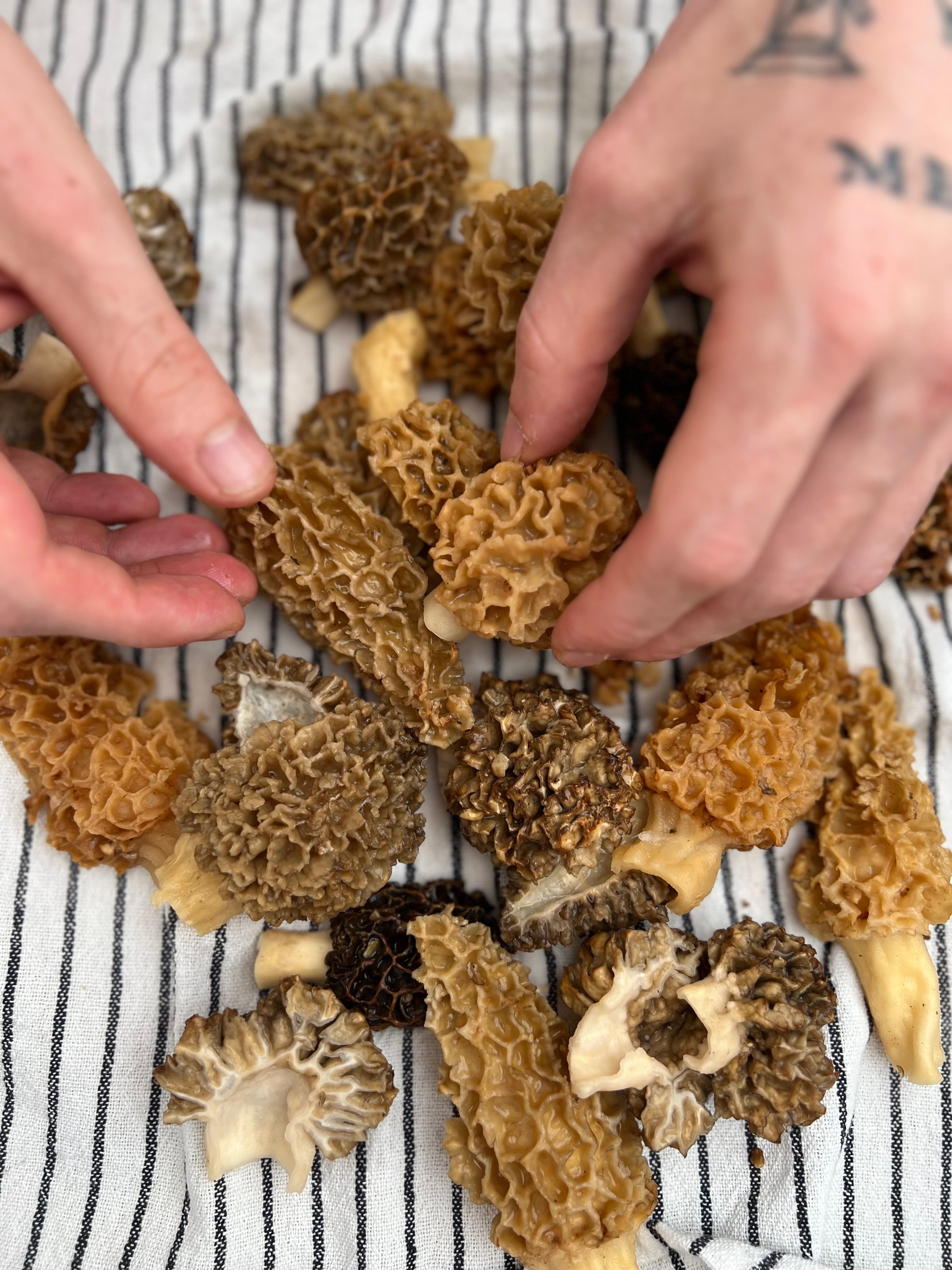 Rib steak with morel mushroom sauce flambéed with cognac and cream.