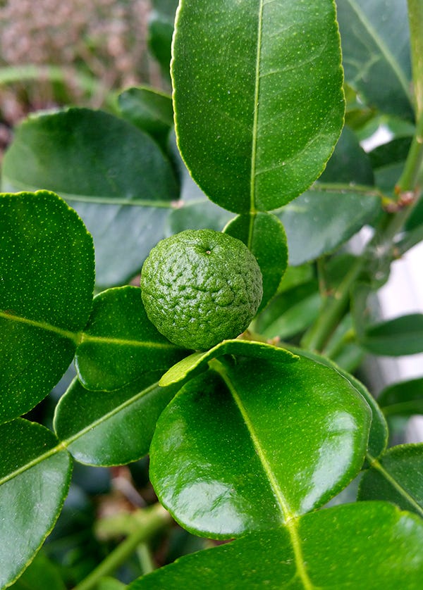 Kaffir hot sale lime tree