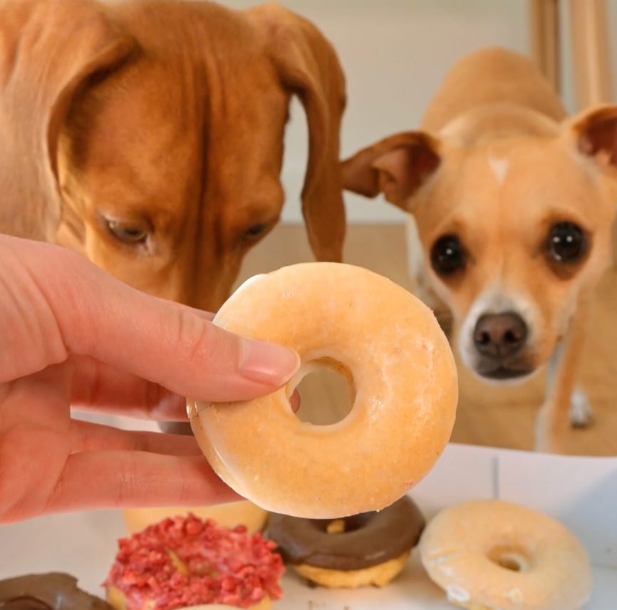 Dog with donut clearance