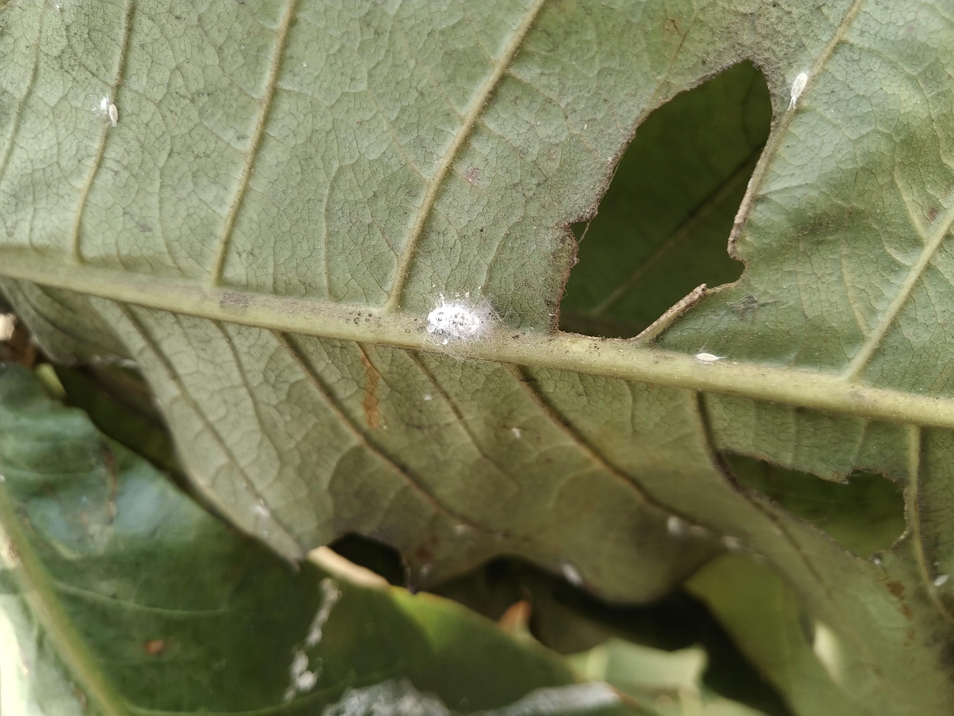 Mealybugs on plants - by Giridhar Pai