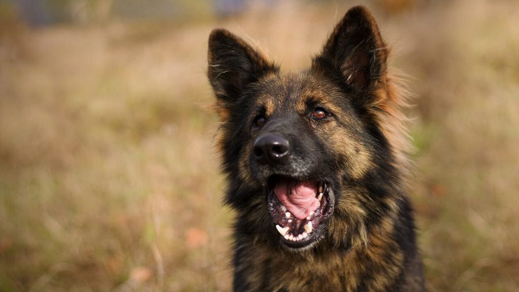 German shepherd ugly online