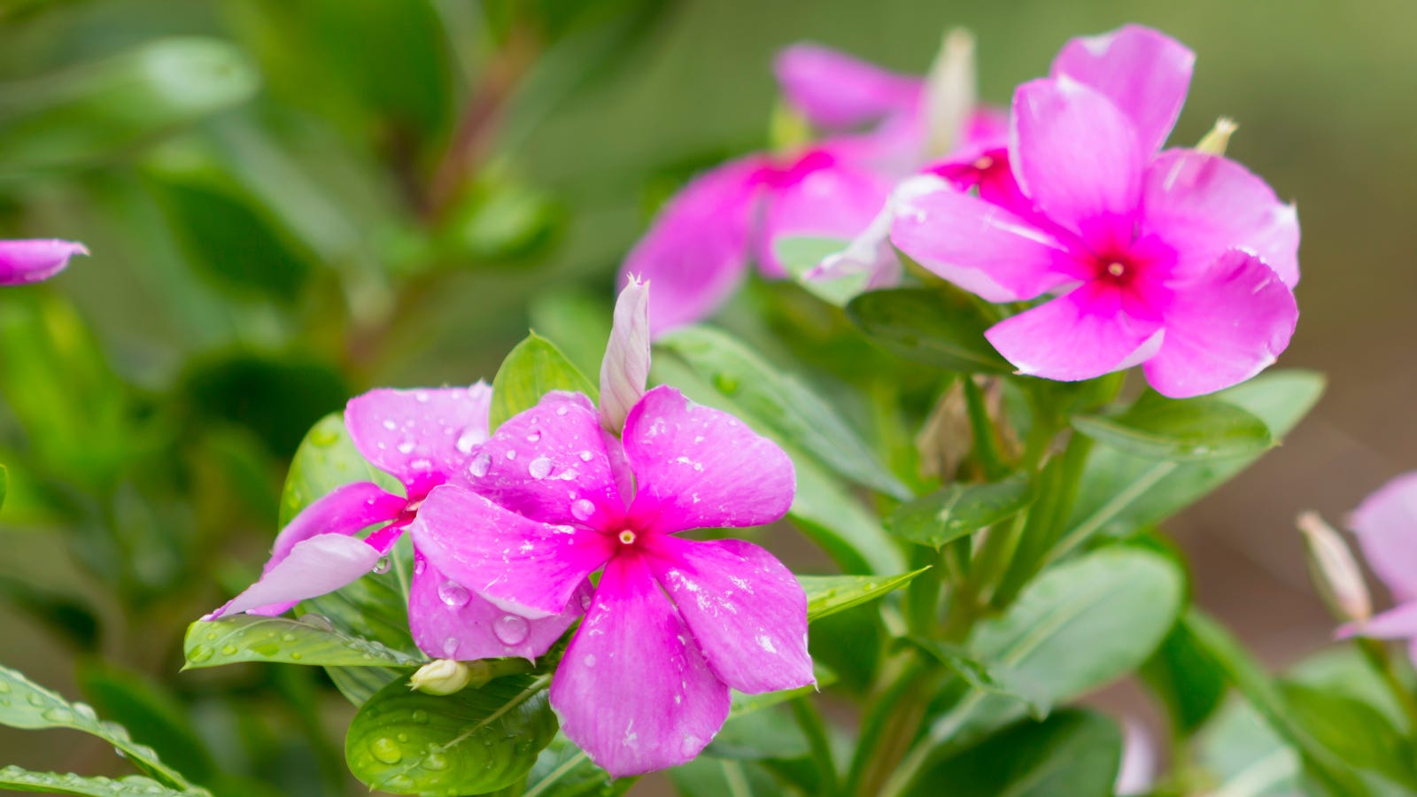 A Periwinkle and the Fight Against Cancer