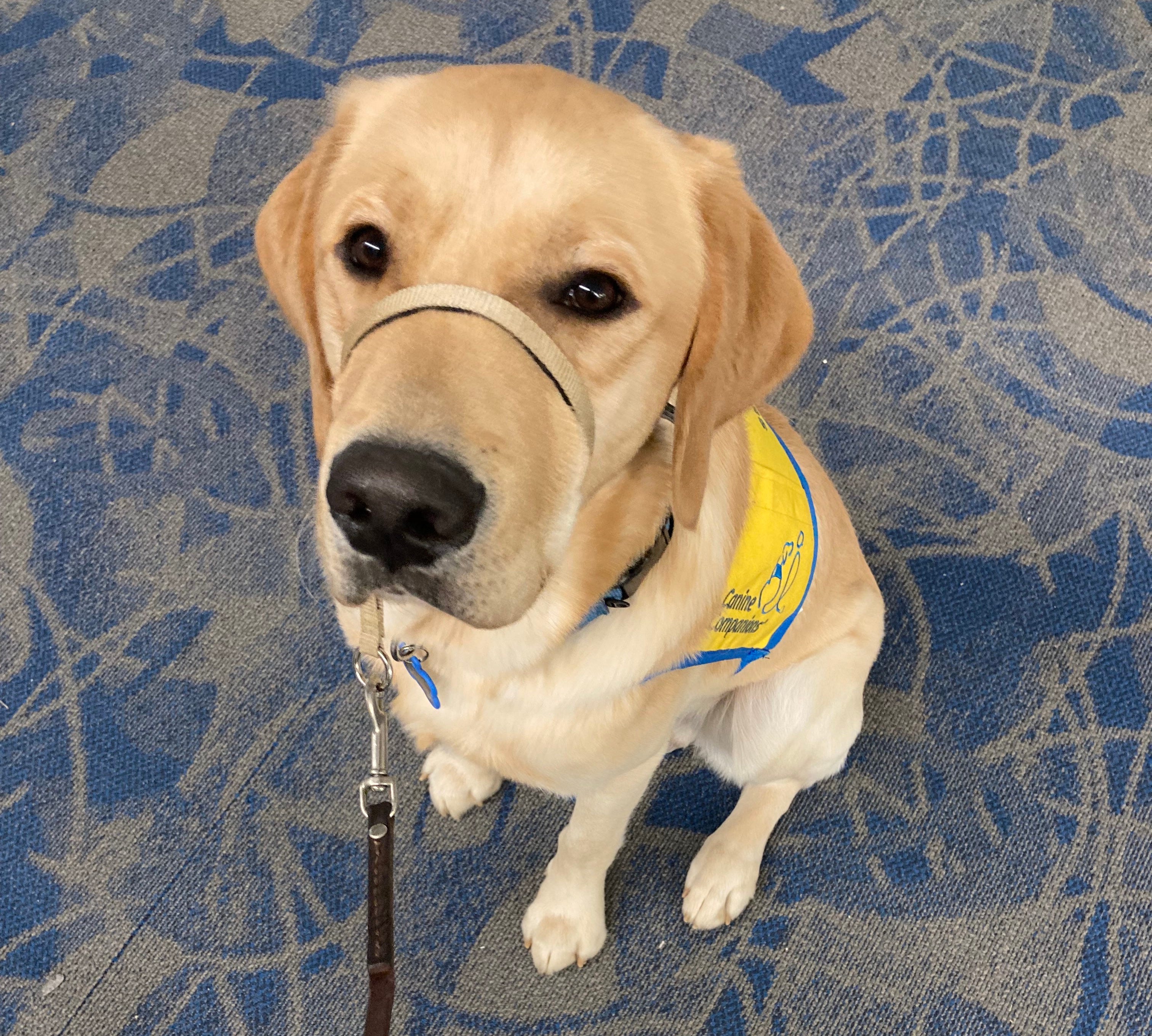 Emotional support shop dog labrador retriever