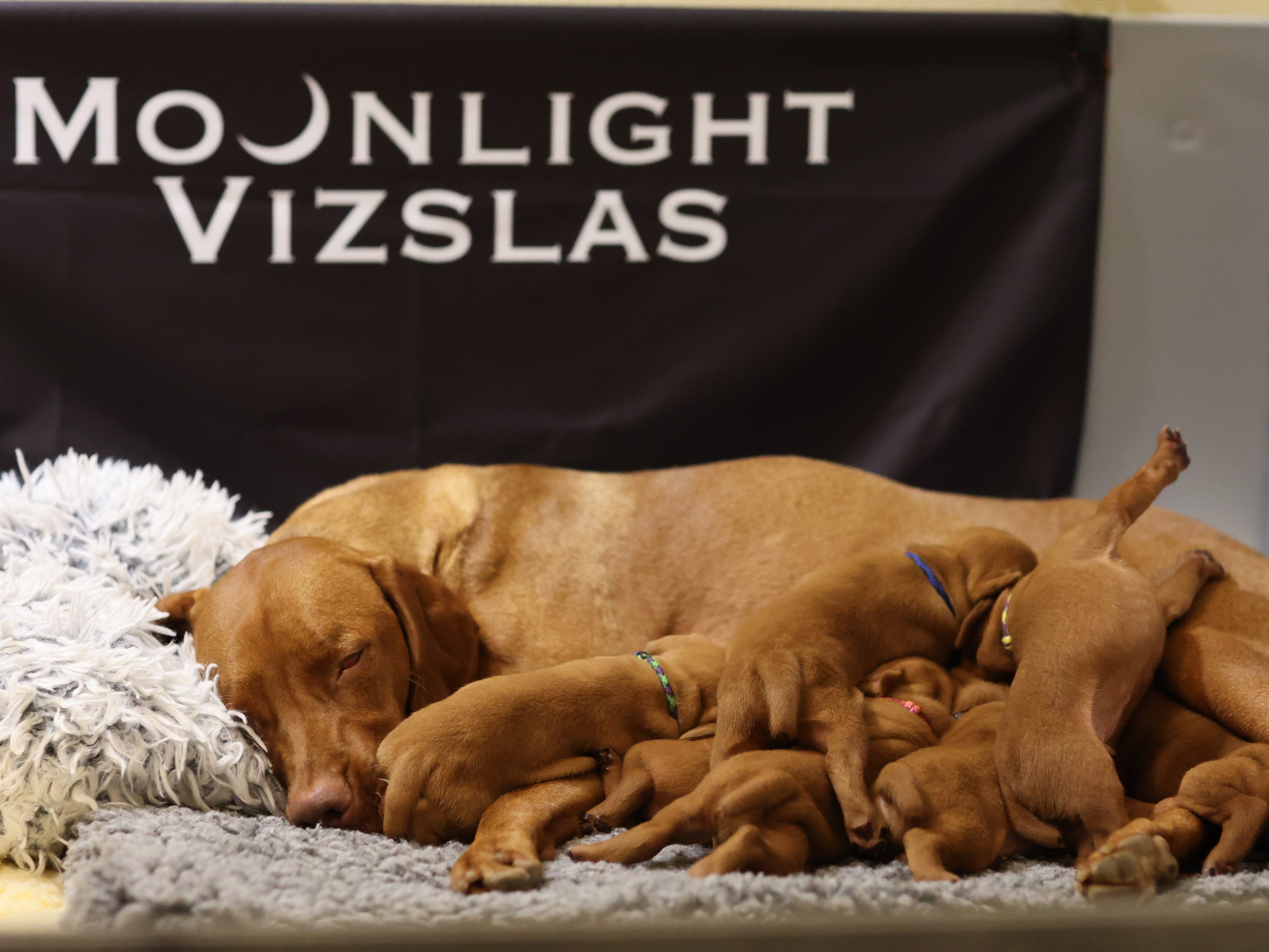 Moonlight vizslas sale